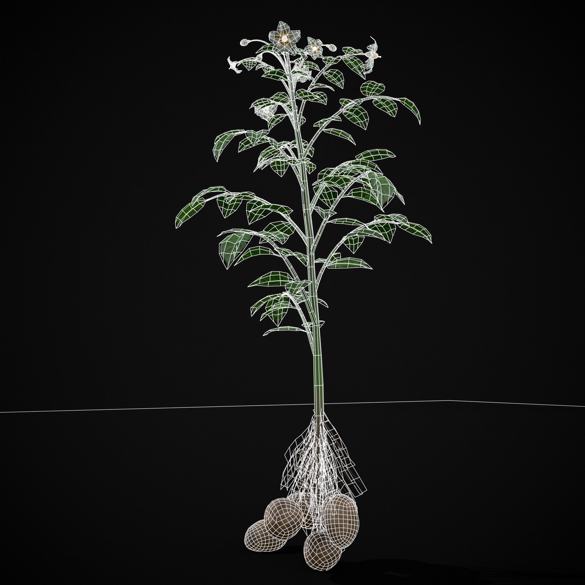 Potato Plant Low-poly 3D model_4