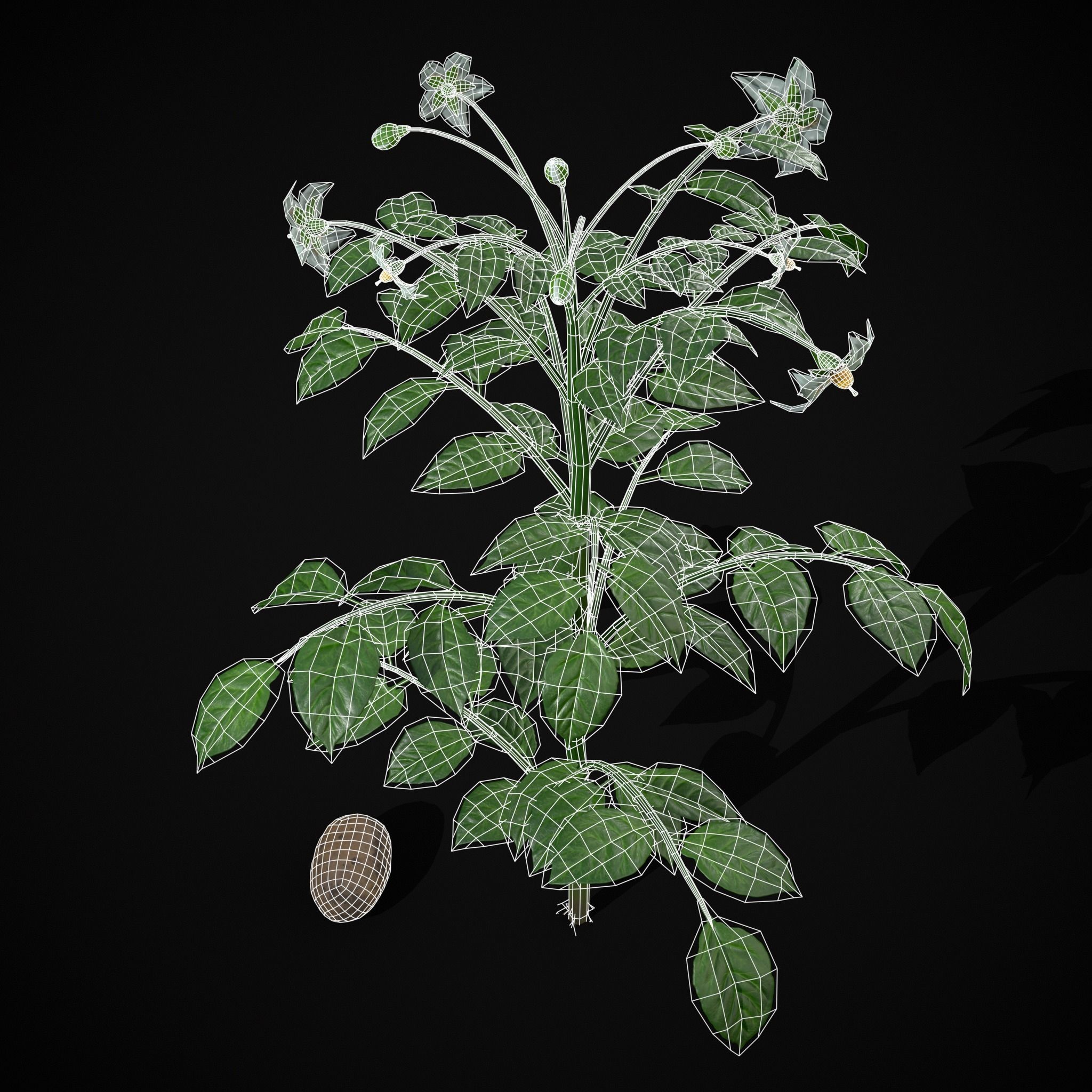 Potato Plant Low-poly 3D model_10