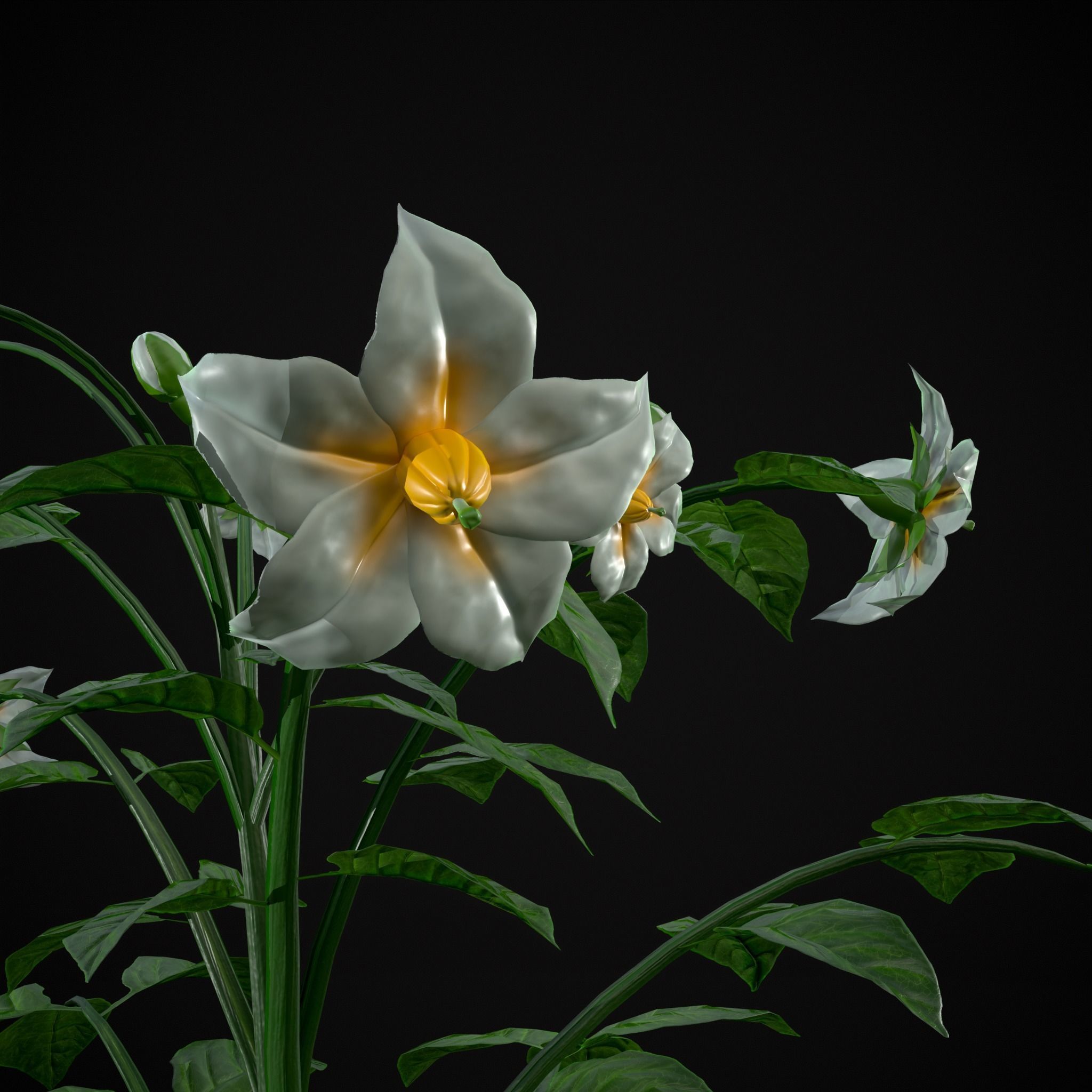 Potato Plant Low-poly 3D model_15