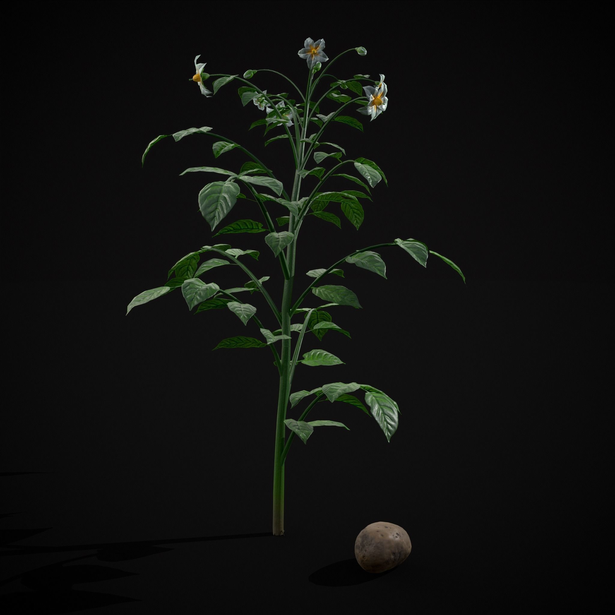 Potato Plant Low-poly 3D model_7