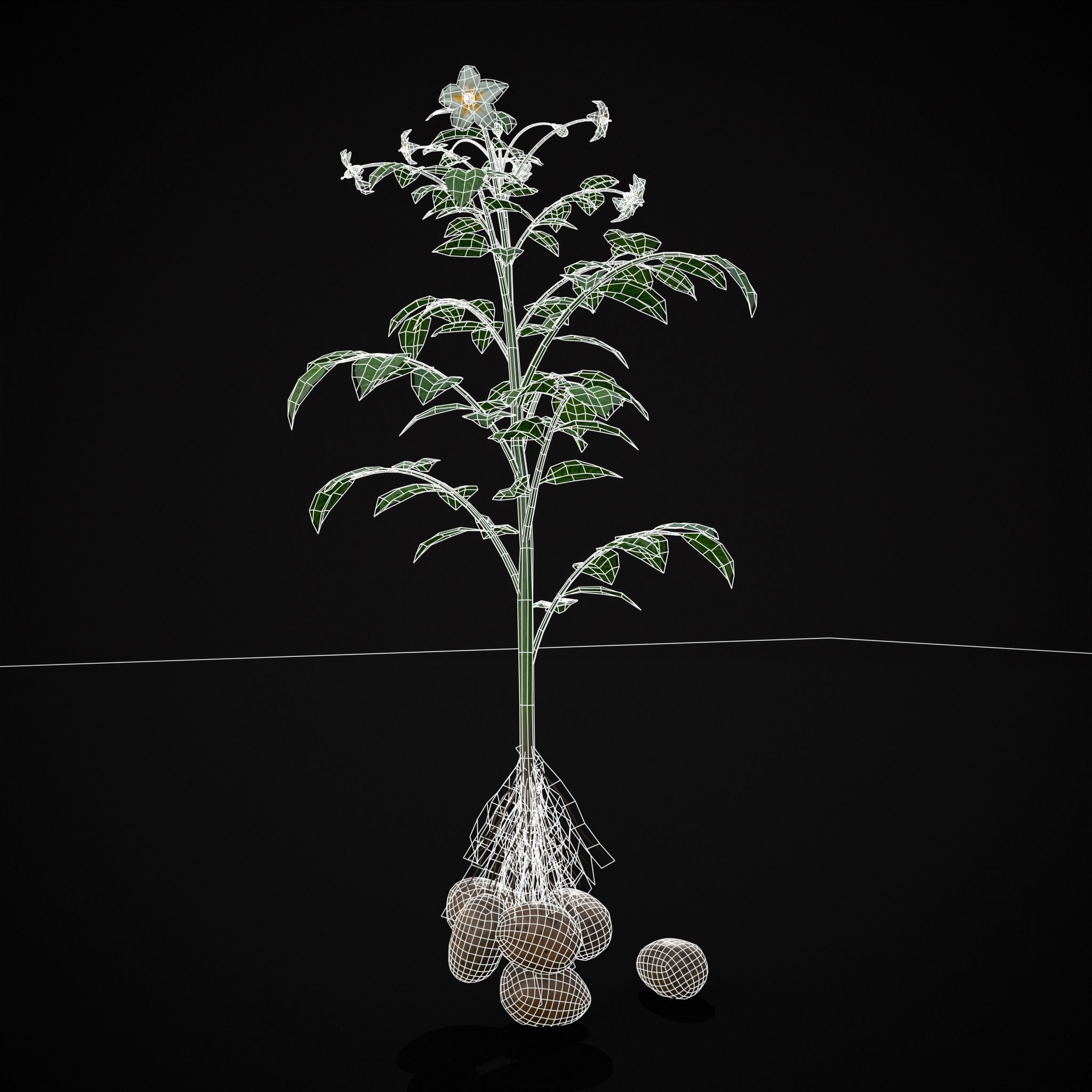 Potato Plant Low-poly 3D model_2