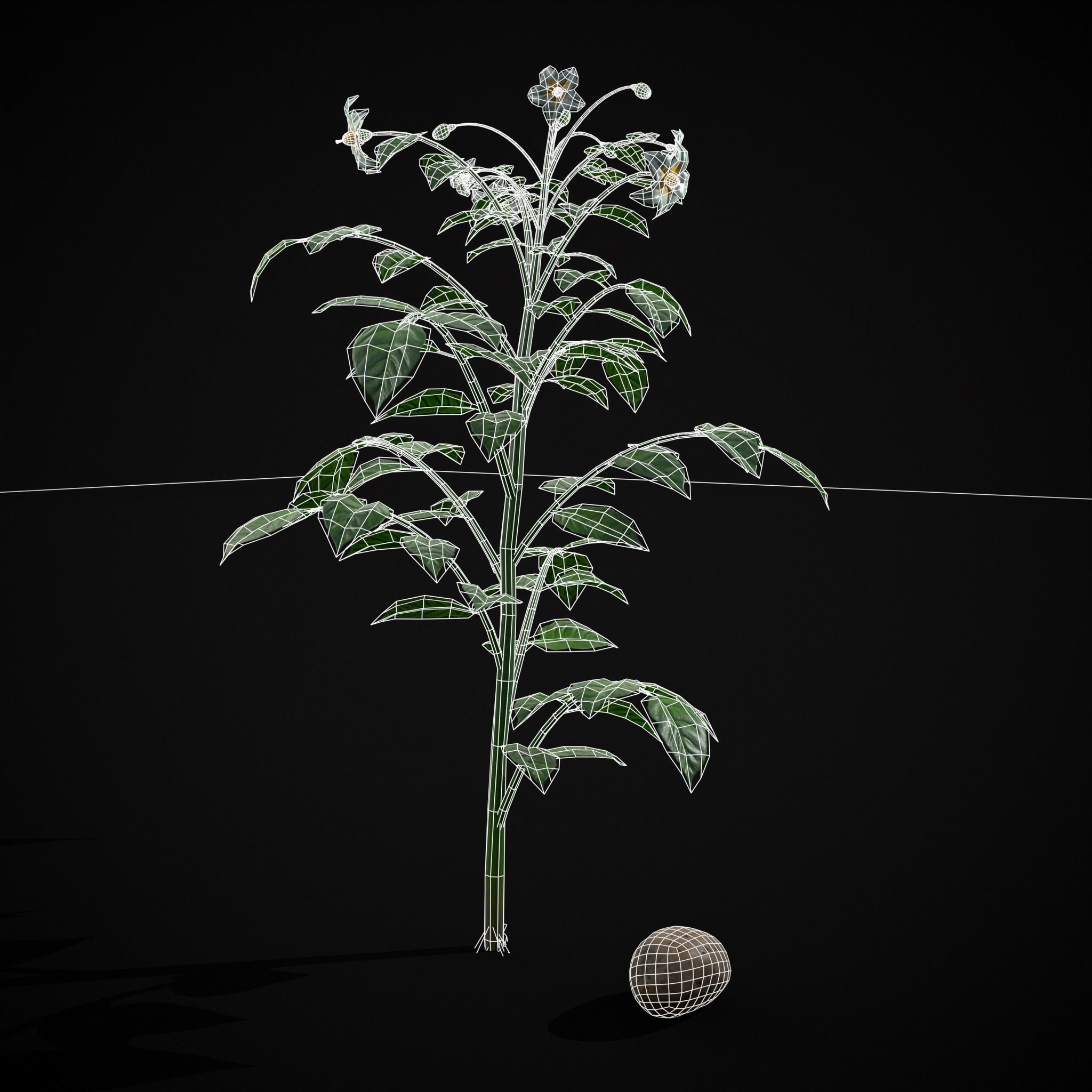 Potato Plant Low-poly 3D model_8