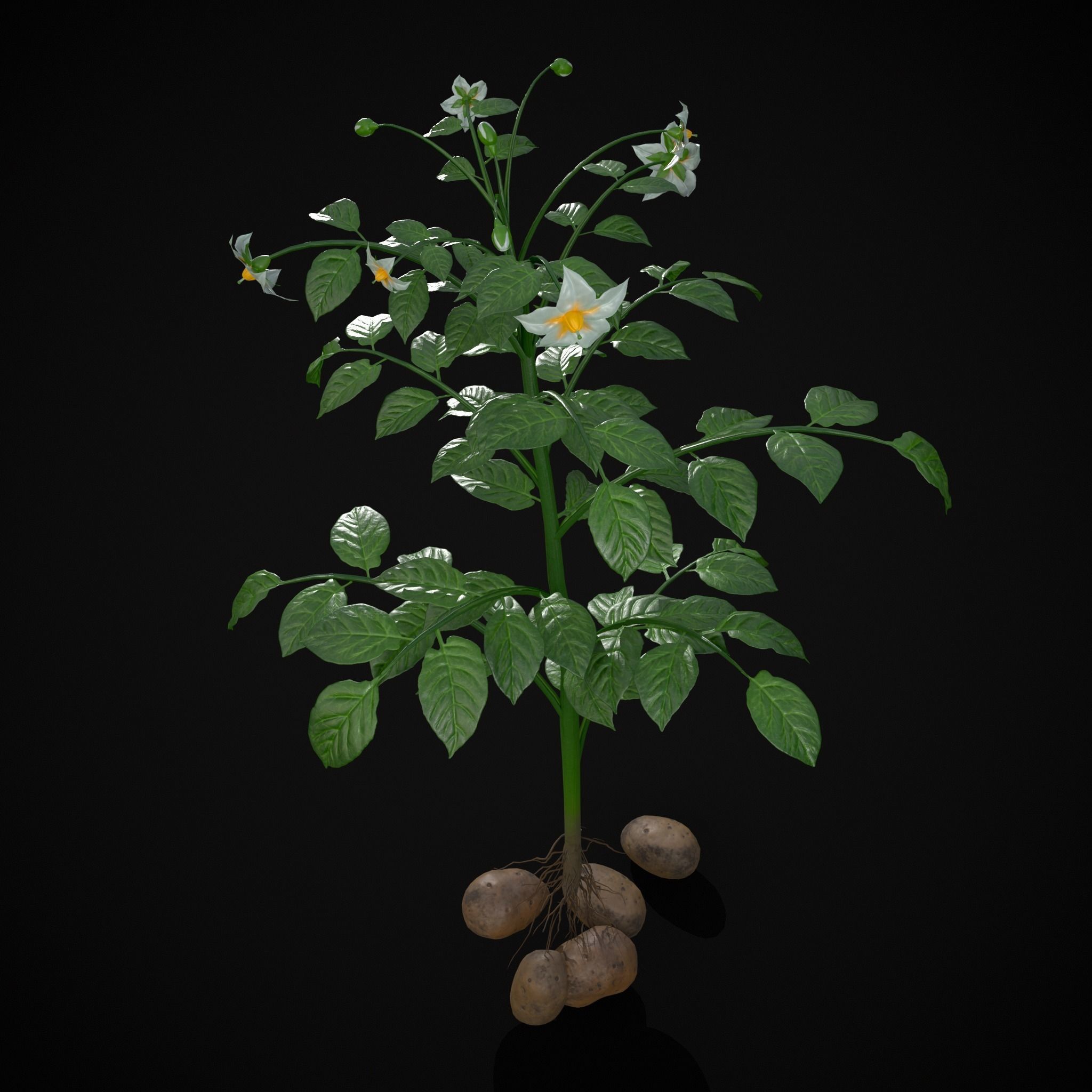 Potato Plant Low-poly 3D model_19