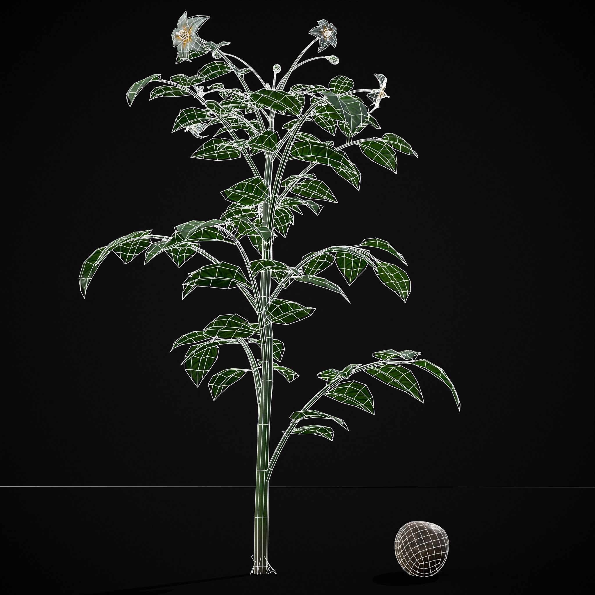 Potato Plant Low-poly 3D model_12