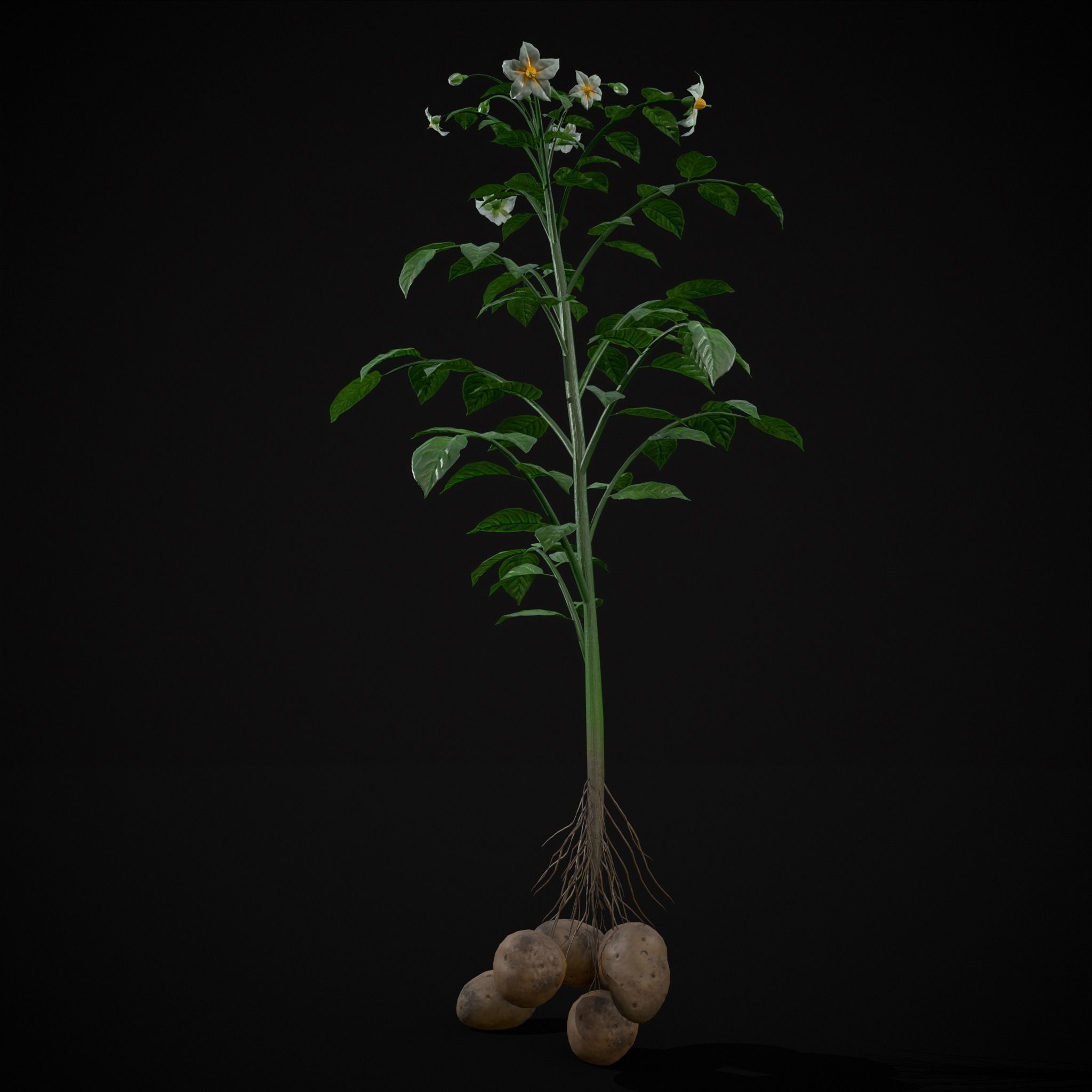 Potato Plant Low-poly 3D model_3