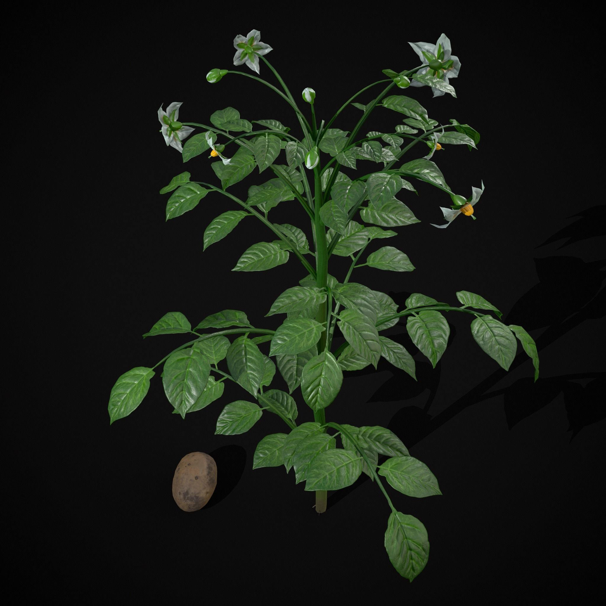 Potato Plant Low-poly 3D model_9