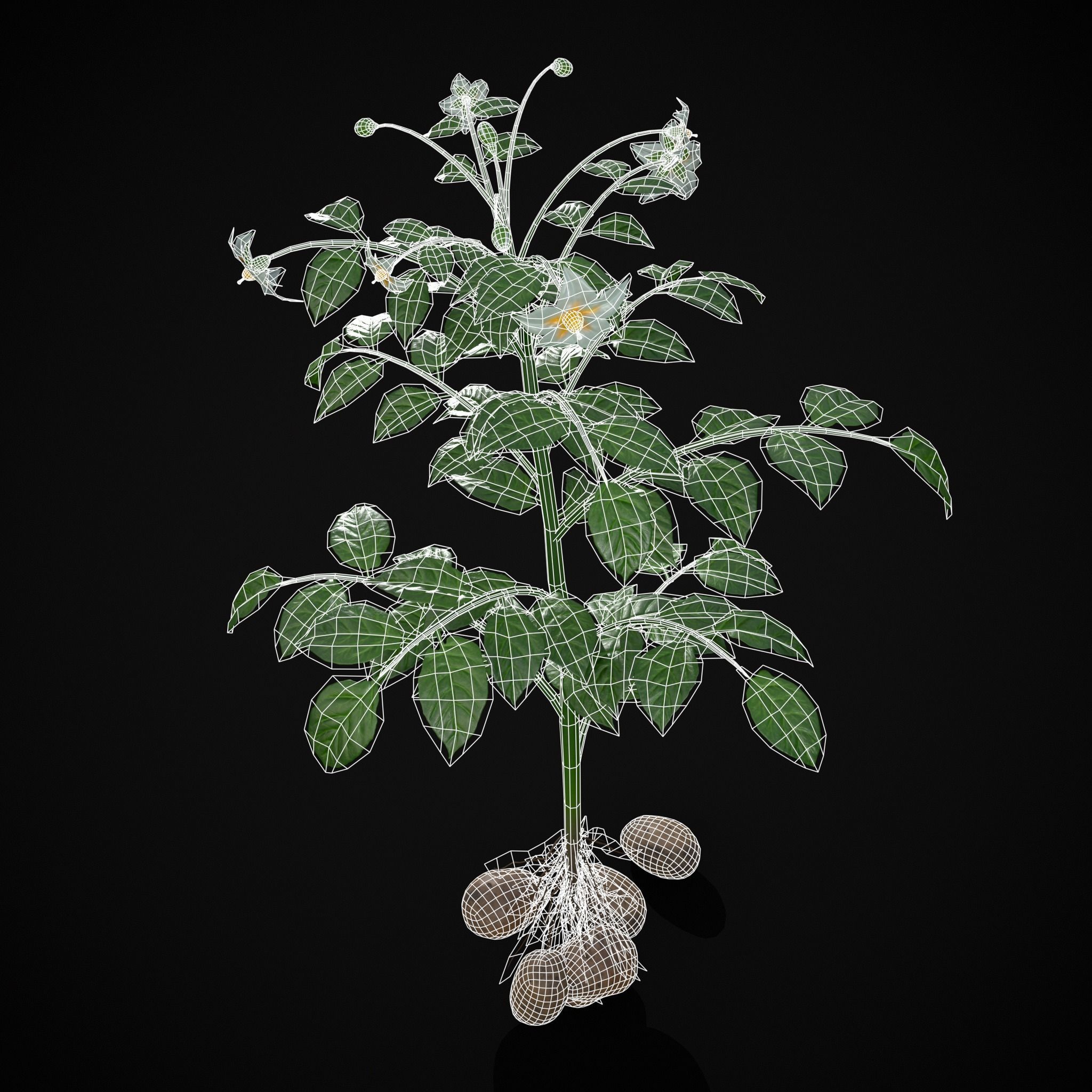 Potato Plant Low-poly 3D model_20