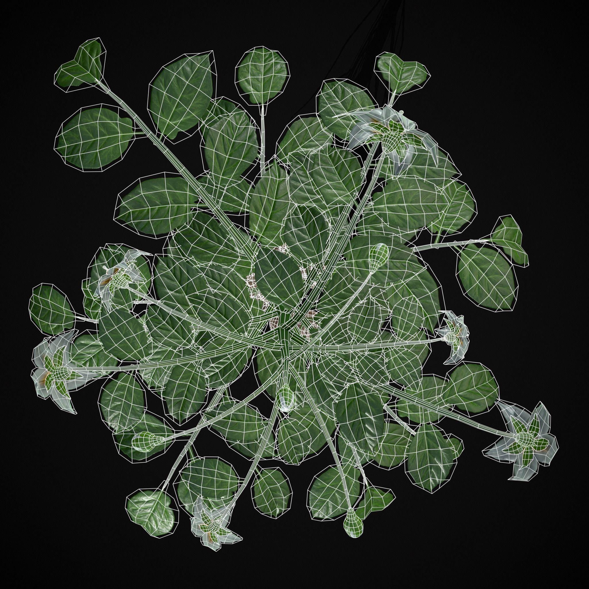 Potato Plant Low-poly 3D model_14