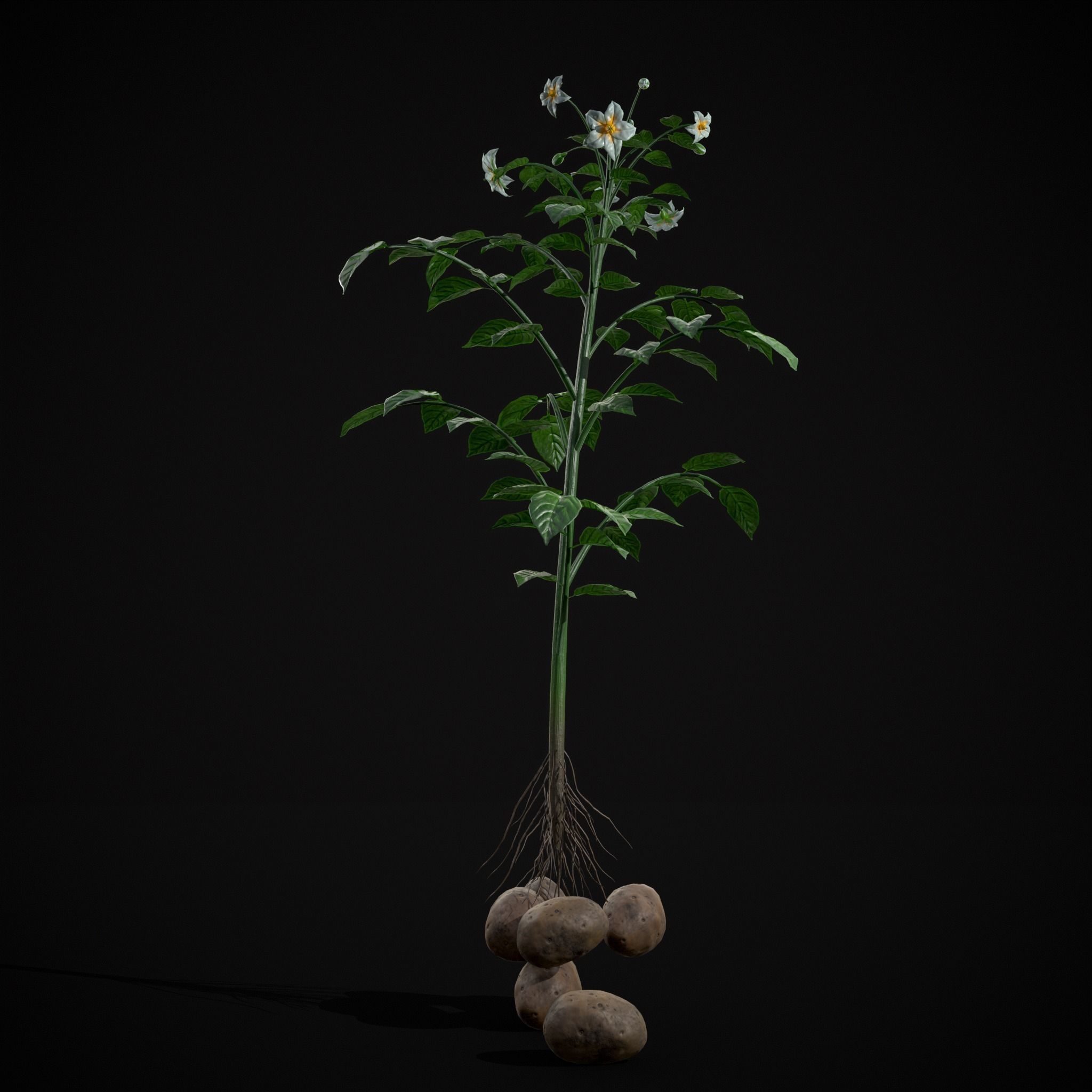 Potato Plant Low-poly 3D model_17