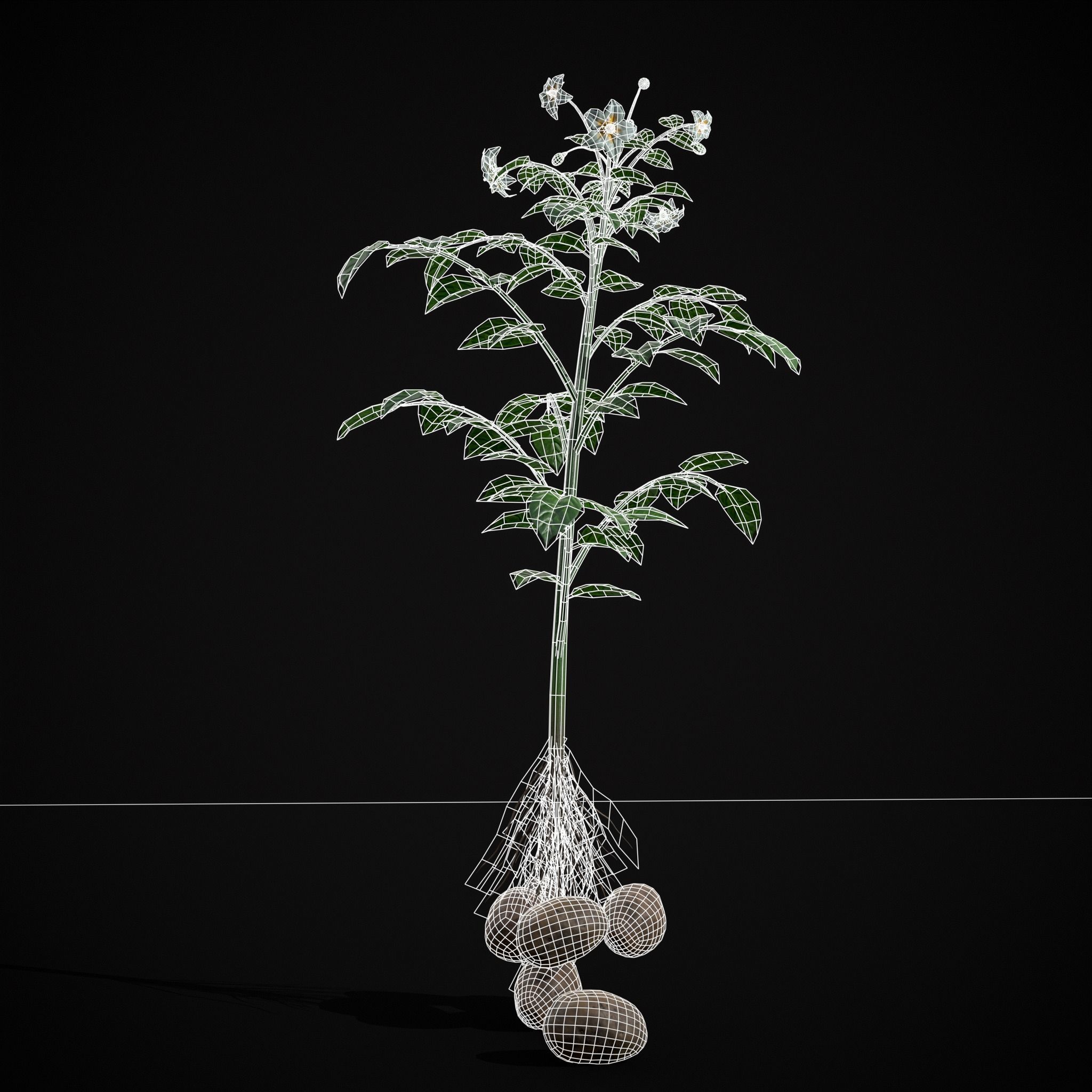 Potato Plant Low-poly 3D model_18