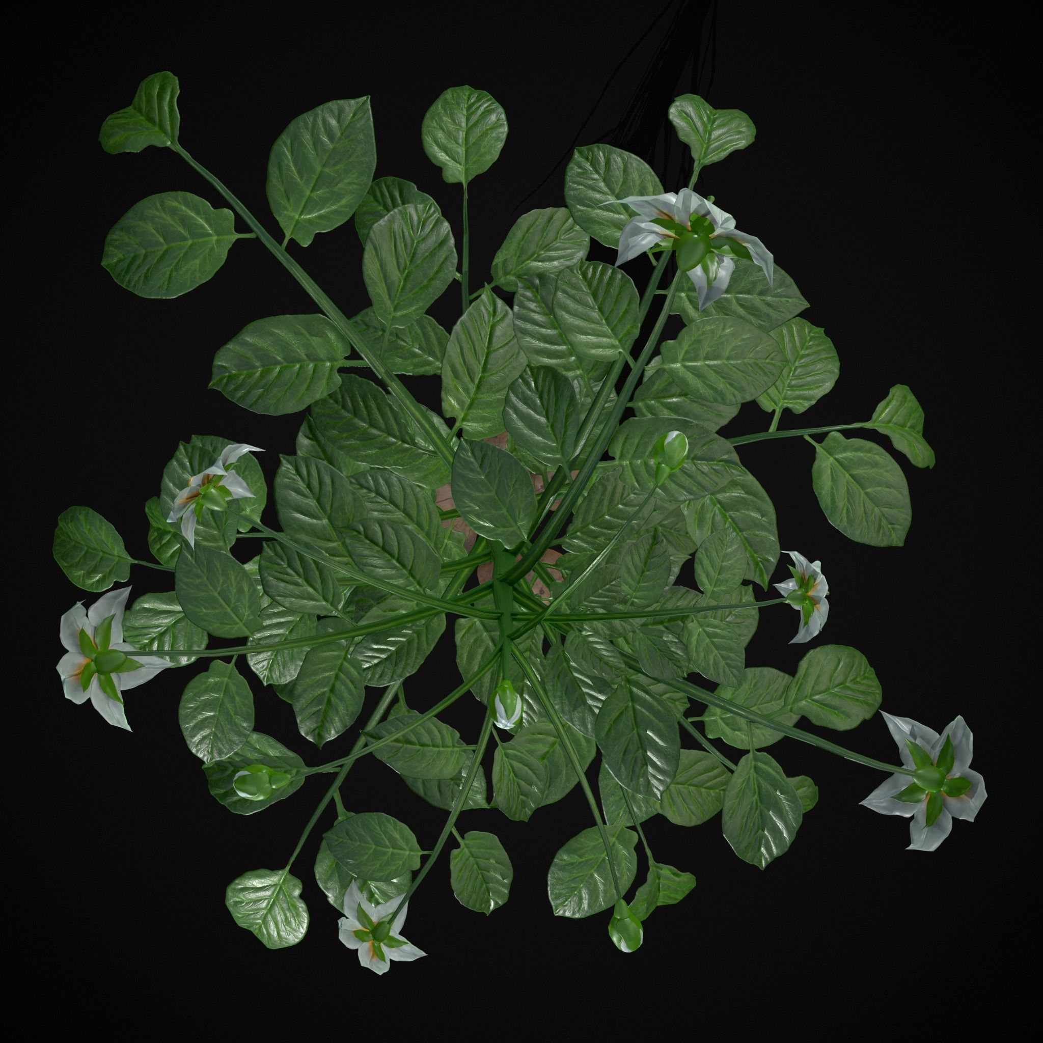 Potato Plant Low-poly 3D model_13