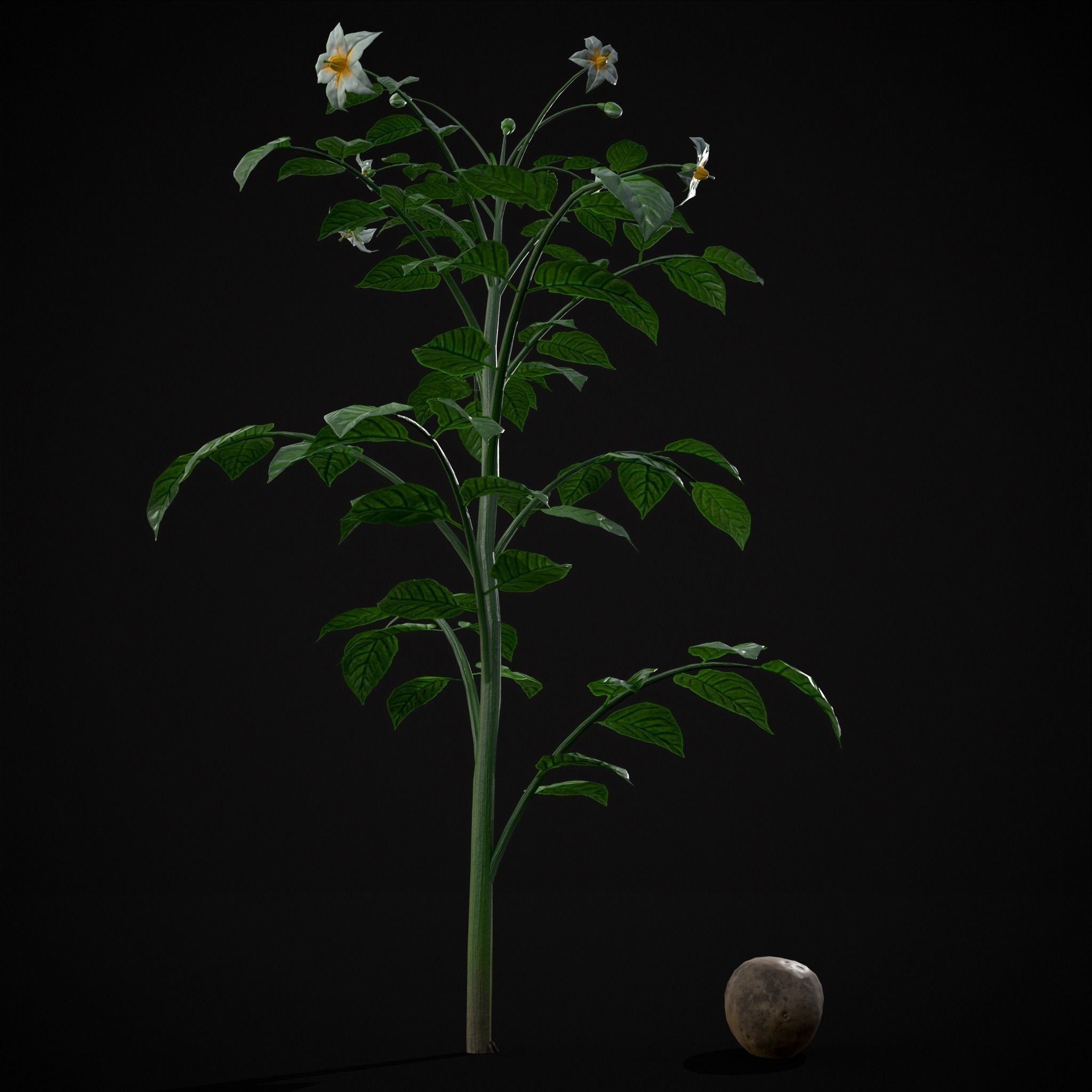 Potato Plant Low-poly 3D model_11
