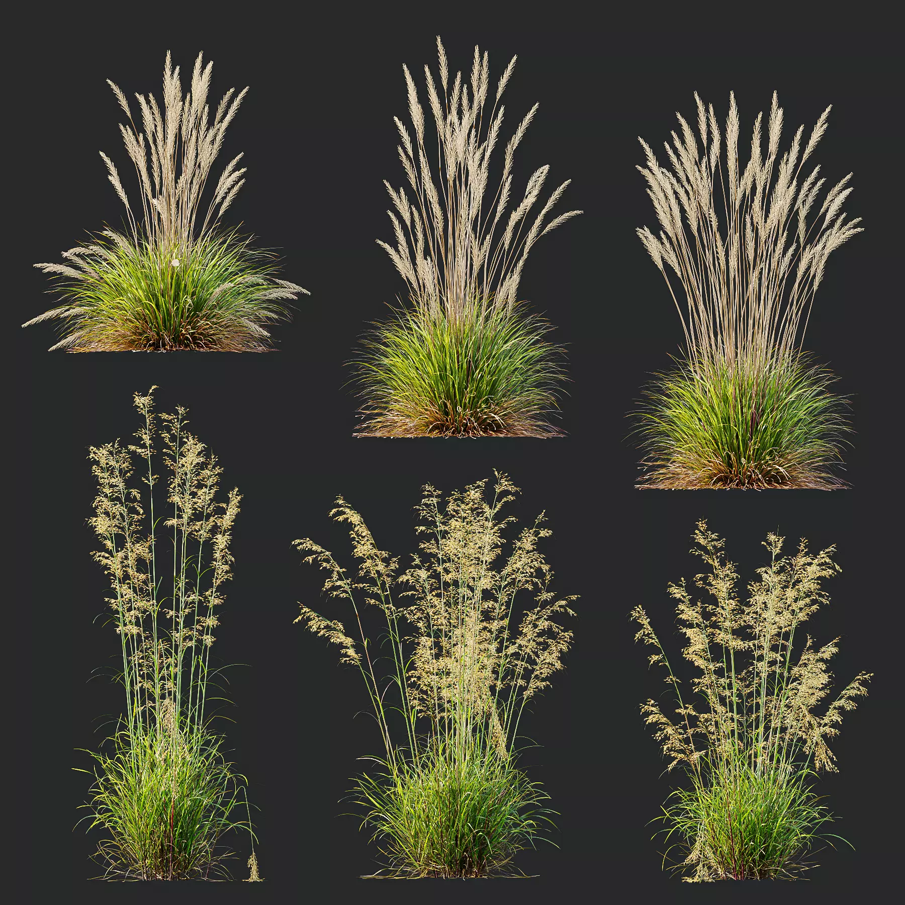 Calamagrostis Acutiflora and Celtica Gigantea Stipa Golden Oats 3D model_0
