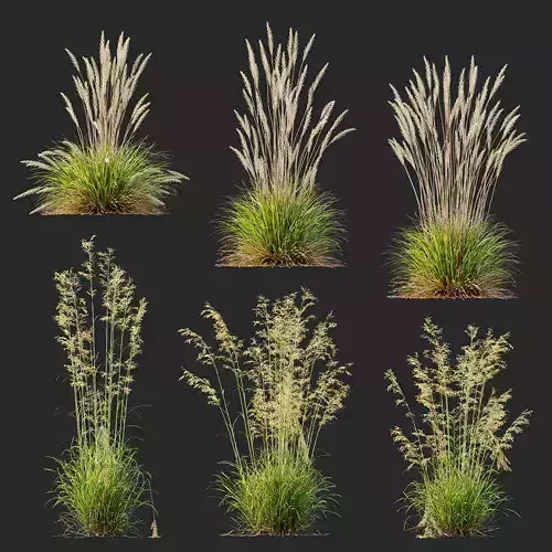 Calamagrostis Acutiflora and Celtica Gigantea Stipa Golden Oats 3D model