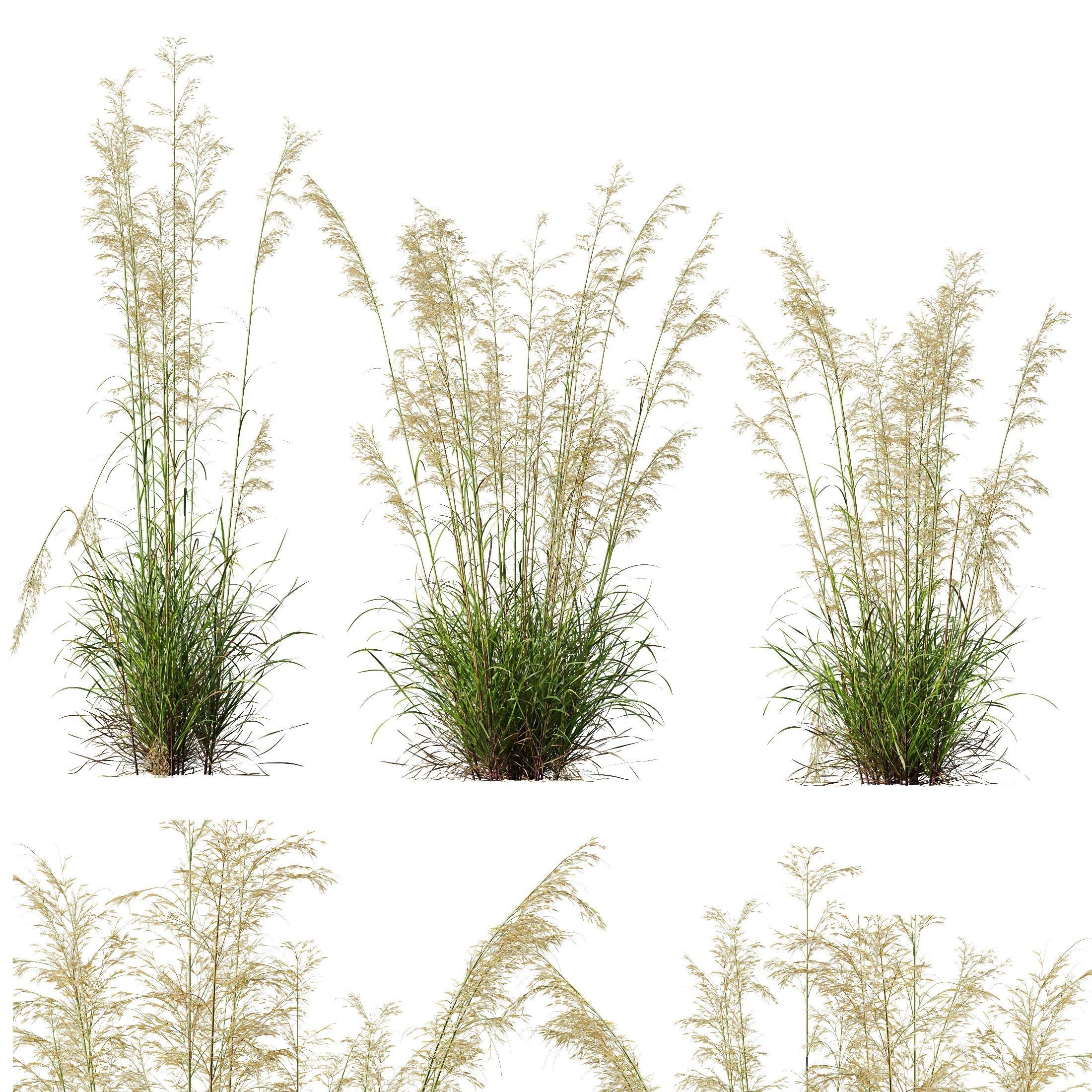 Calamagrostis Acutiflora and Celtica Gigantea Stipa Golden Oats 3D model_4
