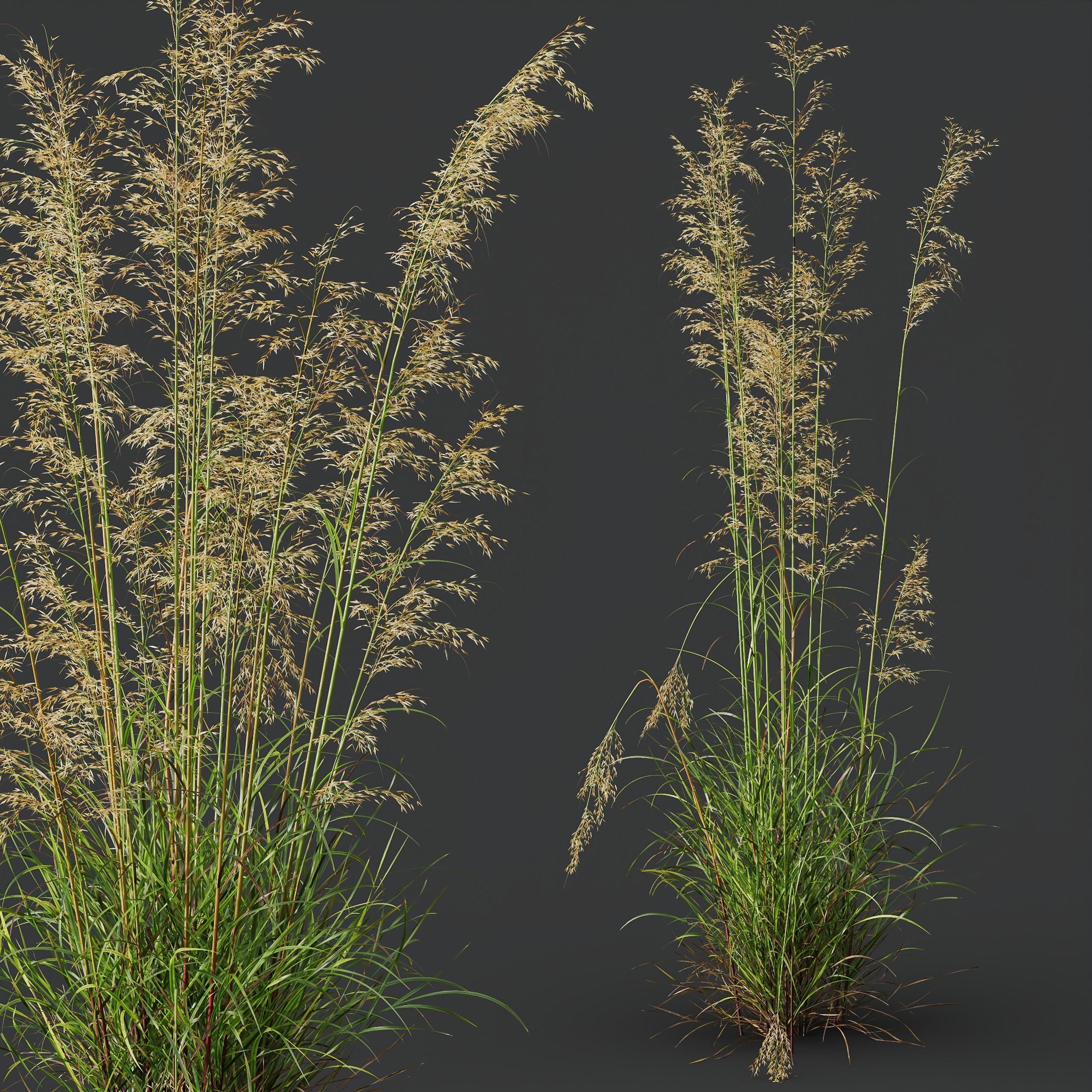 Calamagrostis Acutiflora and Celtica Gigantea Stipa Golden Oats 3D model_9
