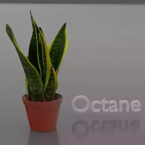 AZR Snake Plant 2  Dracaena trifasciata 3D model