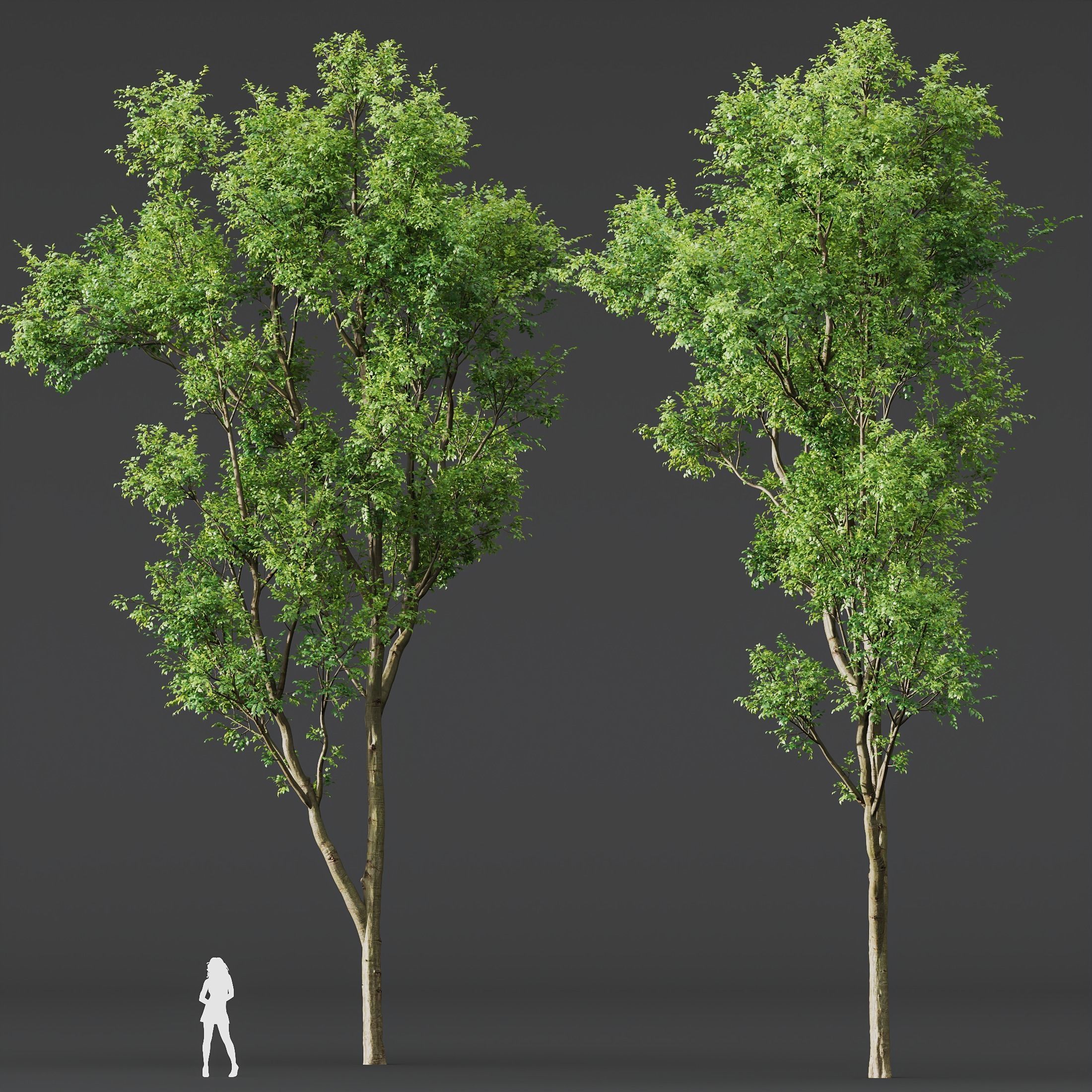 Celtis Australis03 3D model_6