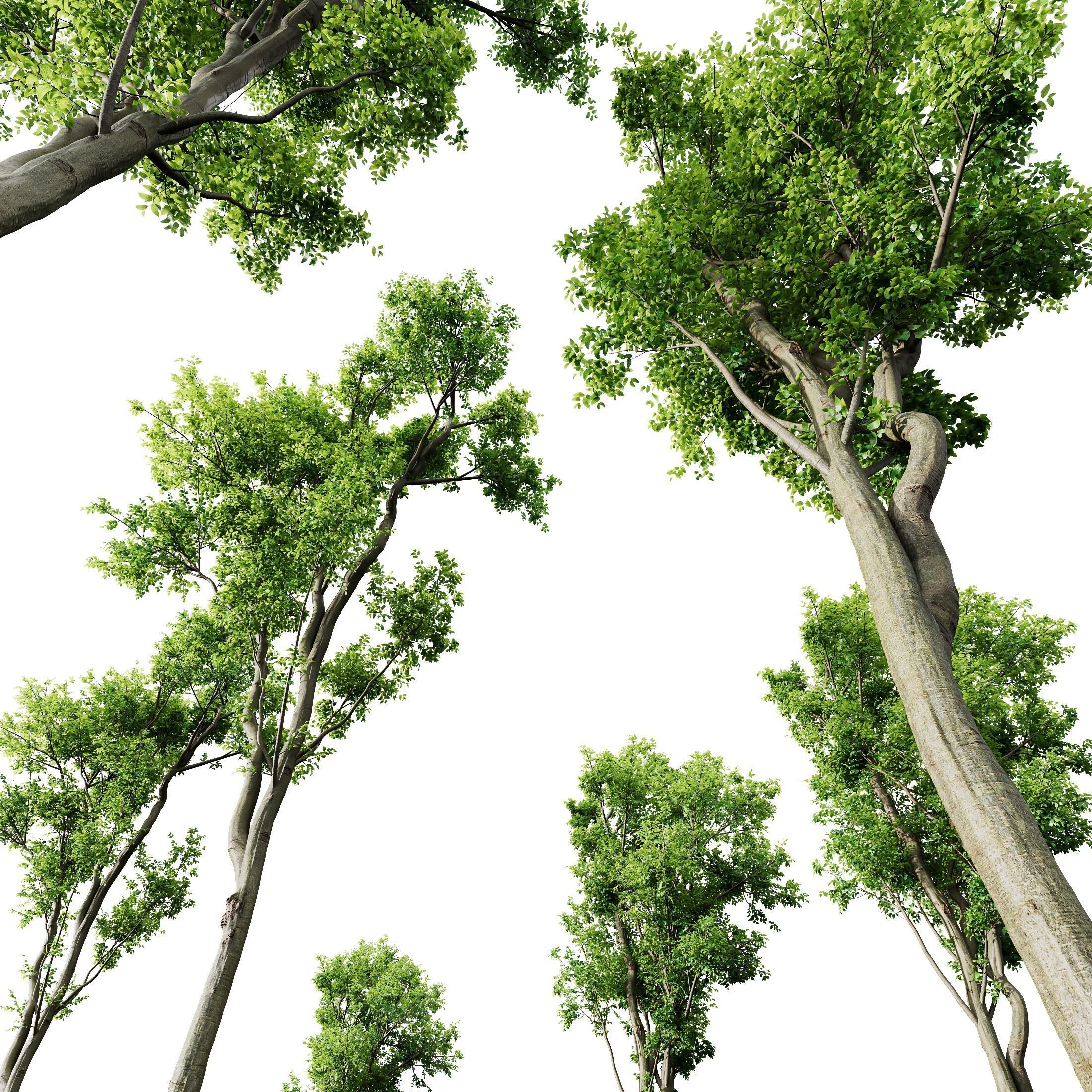 Celtis Australis03 3D model_2