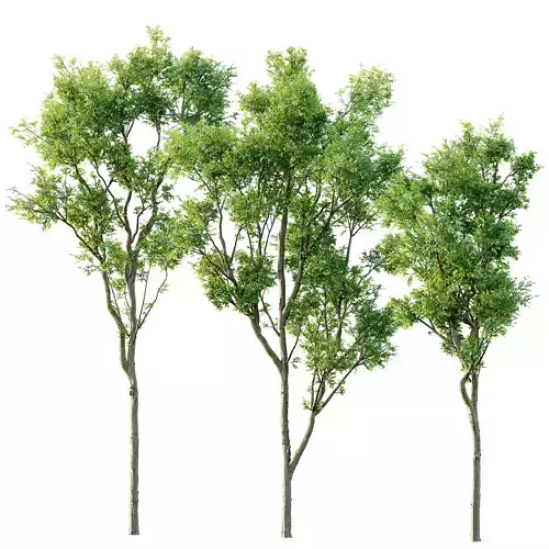 Celtis Australis03 3D model