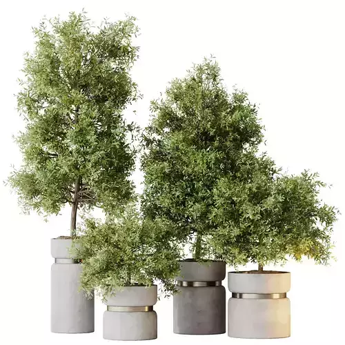 Kalamata Leccino Arbequina Wilsonii Chemlali Olive Set 30 3D model