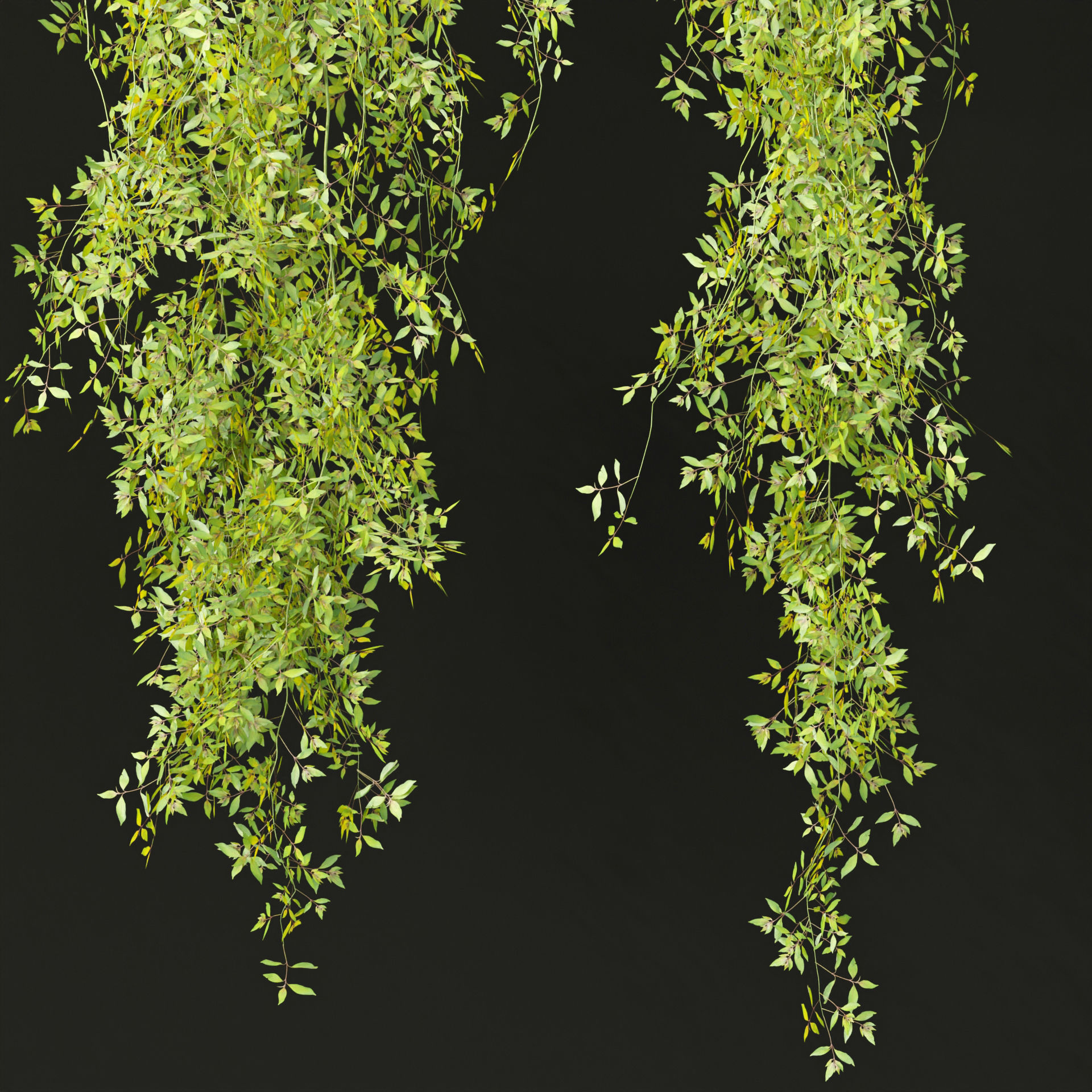 Hanging plants collection vol 248-Blender 3D model_3