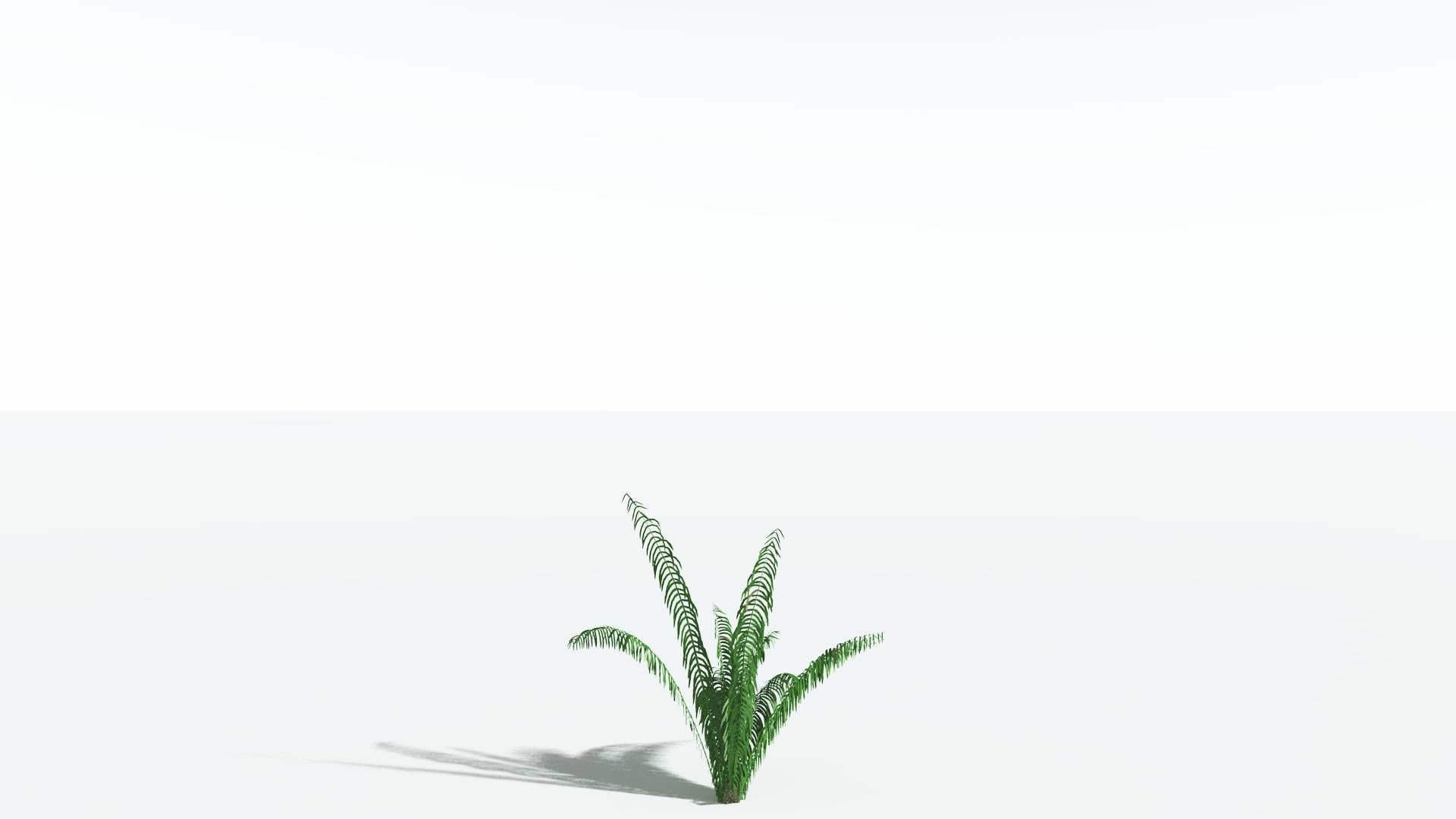 EVERYPlant Seashore Palm 1 --12 Models-- 3D model_18