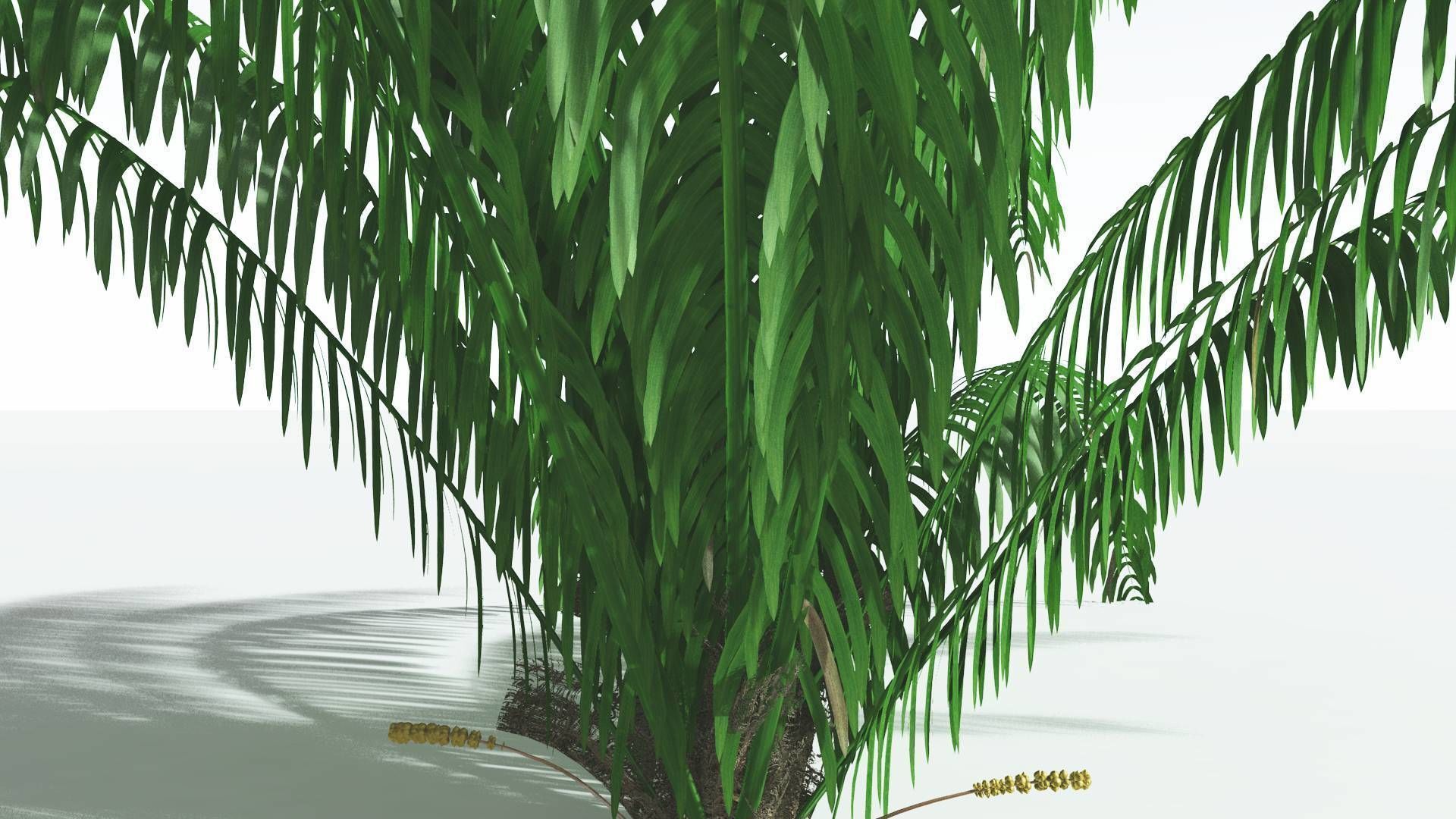 EVERYPlant Seashore Palm 1 --12 Models-- 3D model_5