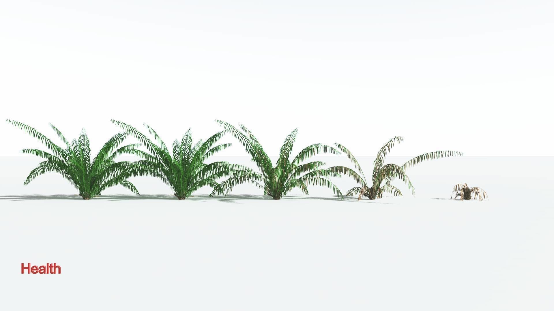 EVERYPlant Seashore Palm 1 --12 Models-- 3D model_1
