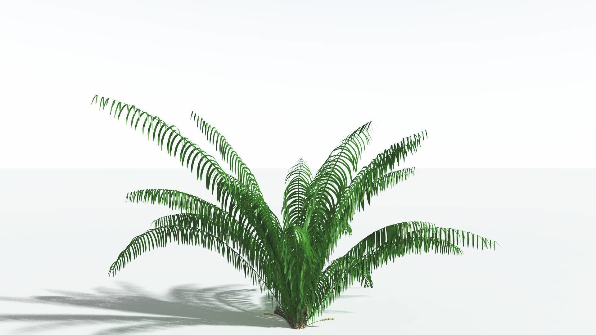 EVERYPlant Seashore Palm 1 --12 Models-- 3D model_24
