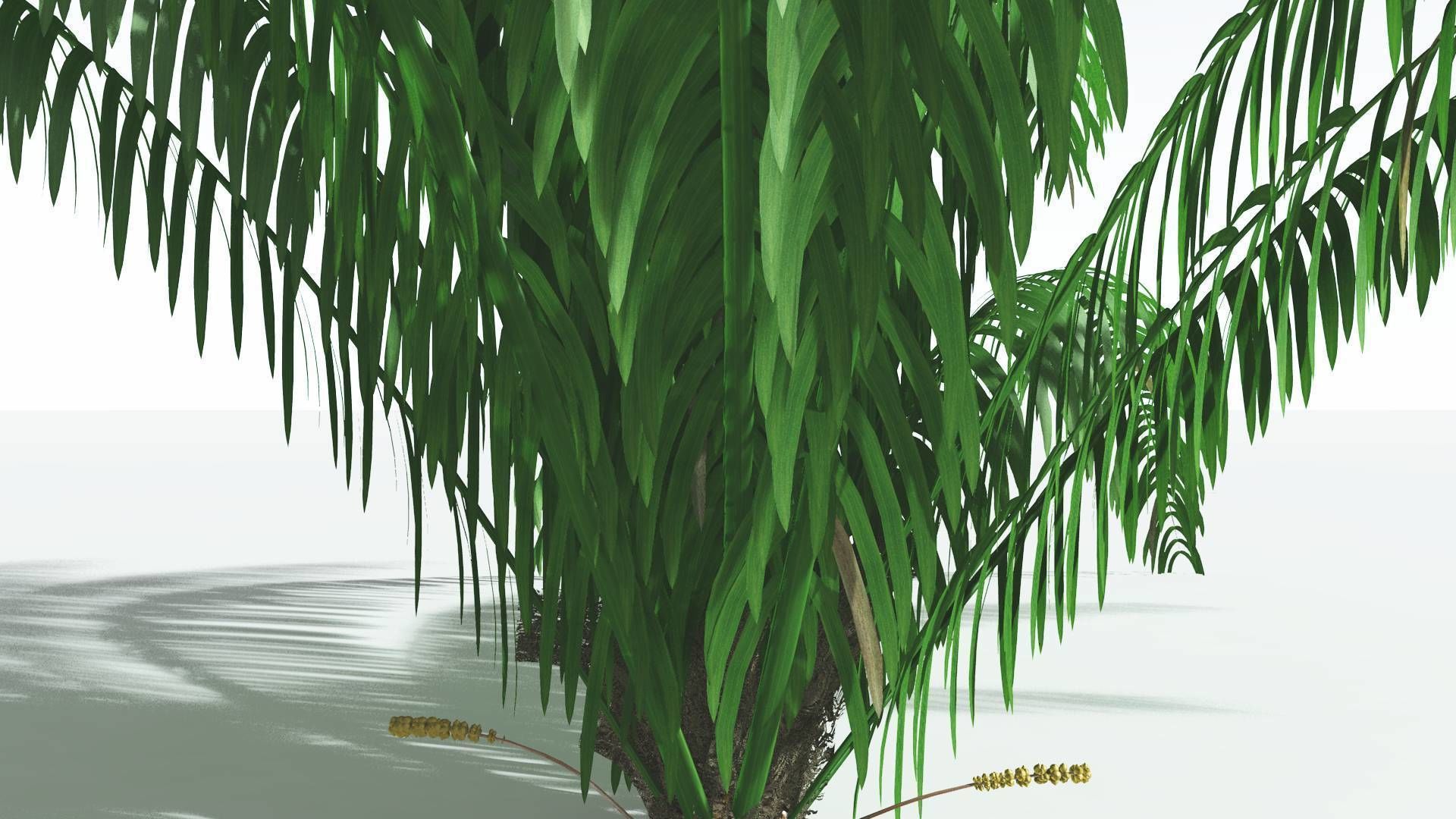 EVERYPlant Seashore Palm 1 --12 Models-- 3D model_15