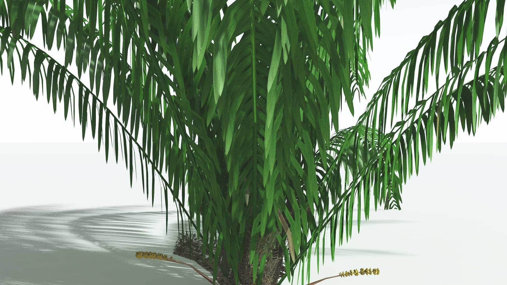 EVERYPlant Seashore Palm 1 --12 Models-- 3D model_23