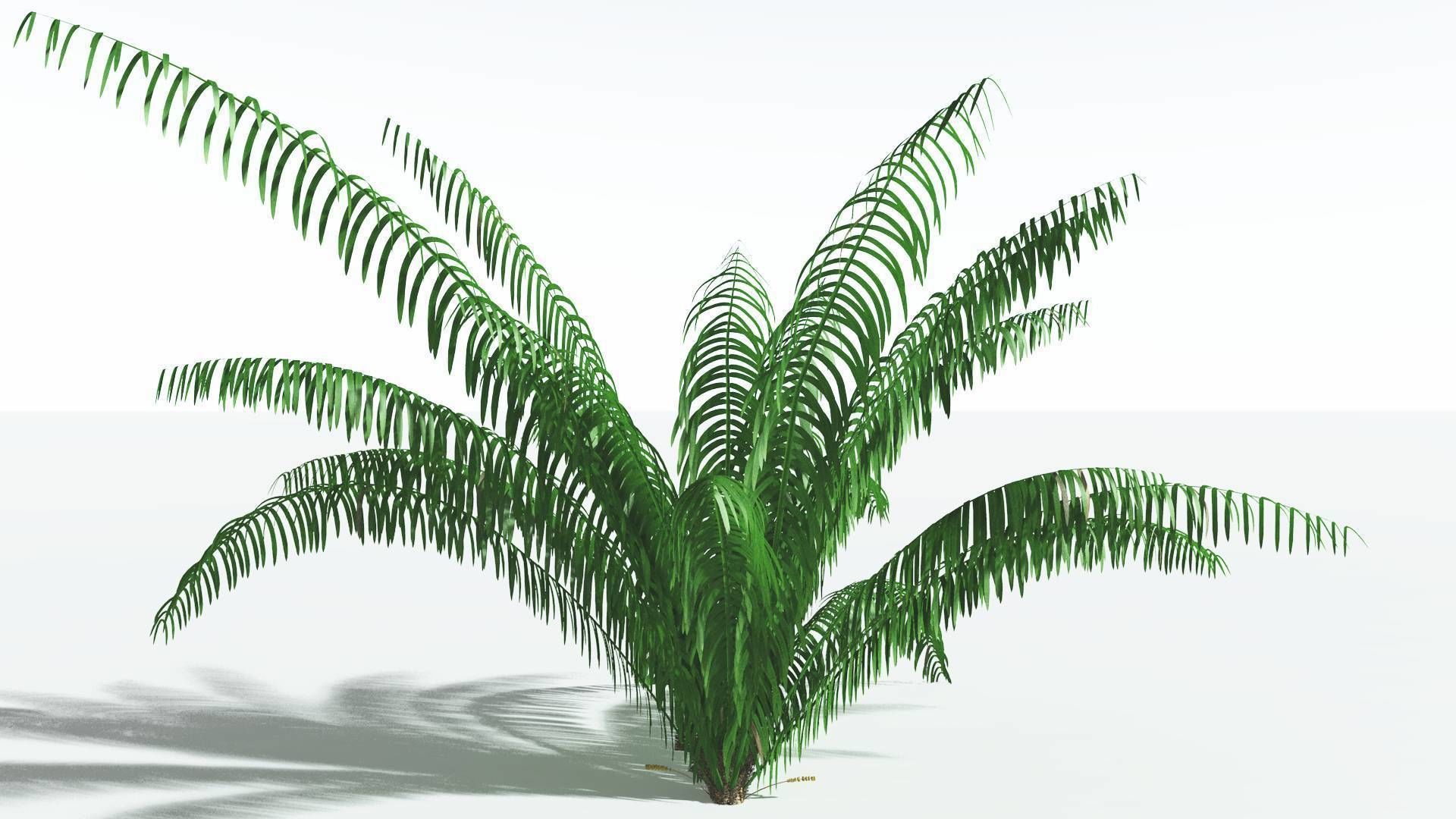 EVERYPlant Seashore Palm 1 --12 Models-- 3D model_14