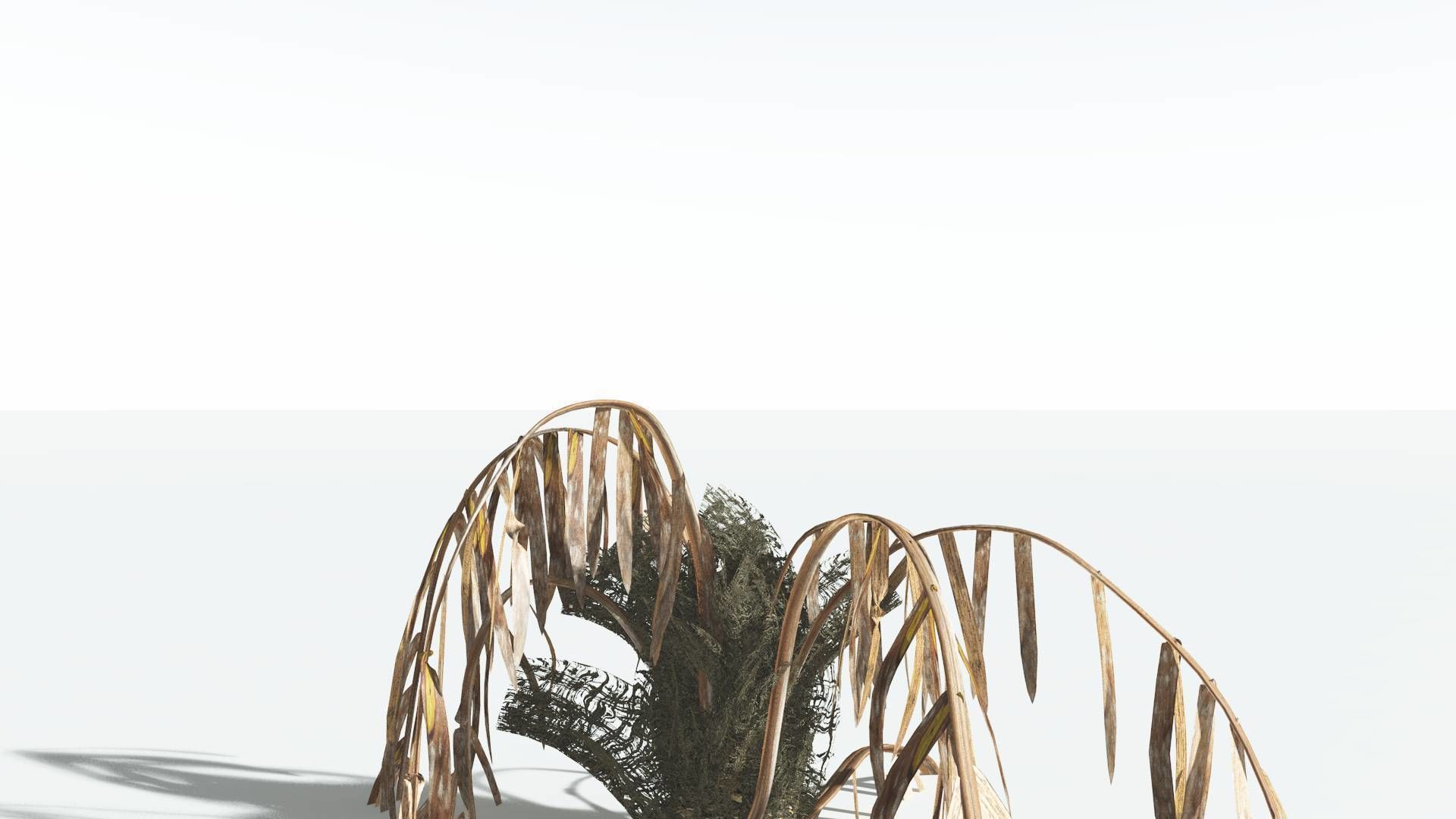 EVERYPlant Seashore Palm 1 --12 Models-- 3D model_13