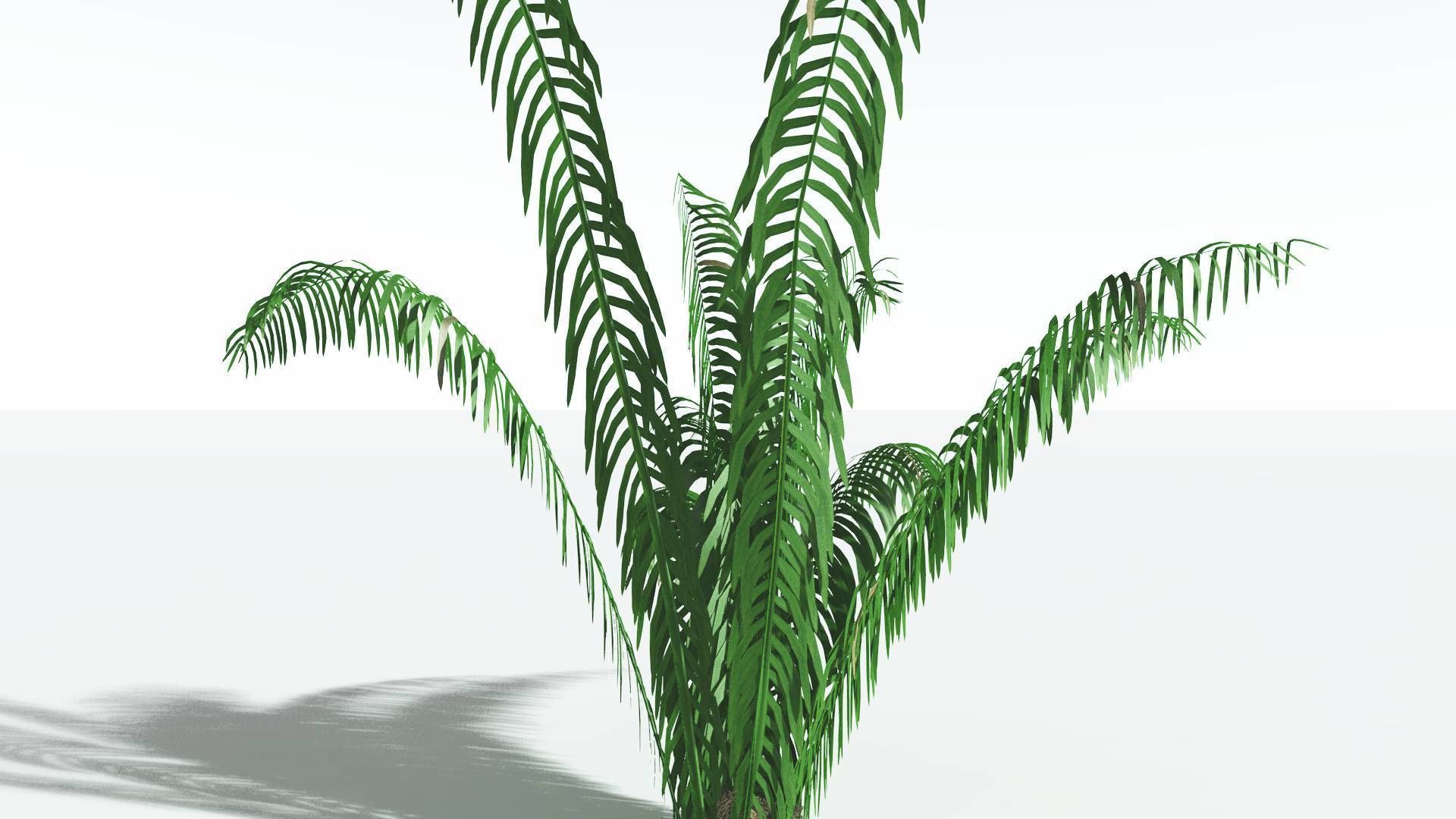 EVERYPlant Seashore Palm 1 --12 Models-- 3D model_19