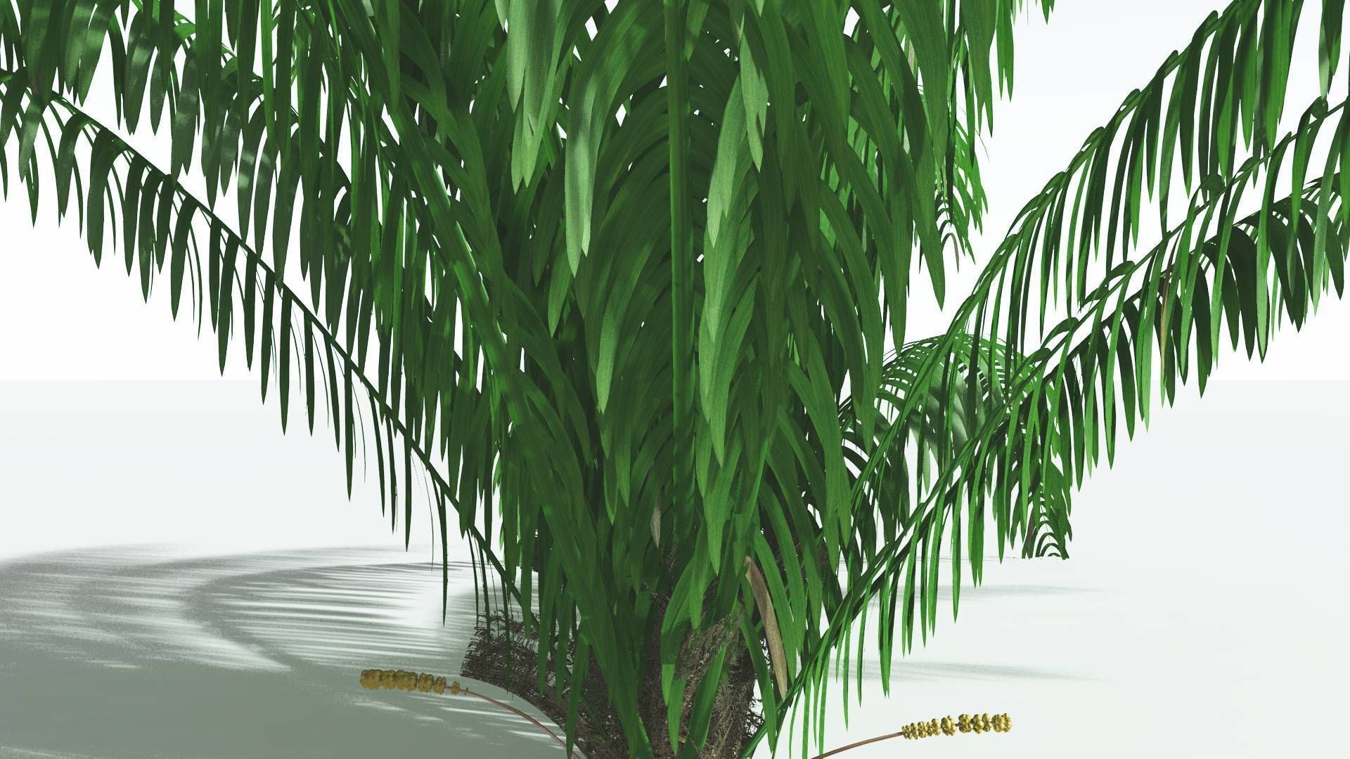 EVERYPlant Seashore Palm 1 --12 Models-- 3D model_25