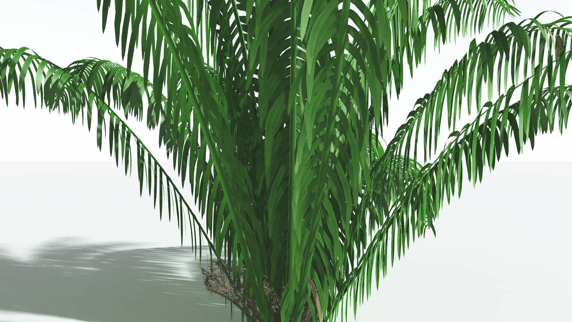 EVERYPlant Seashore Palm 1 --12 Models-- 3D model_17