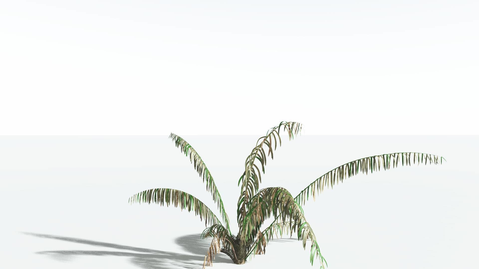 EVERYPlant Seashore Palm 1 --12 Models-- 3D model_10