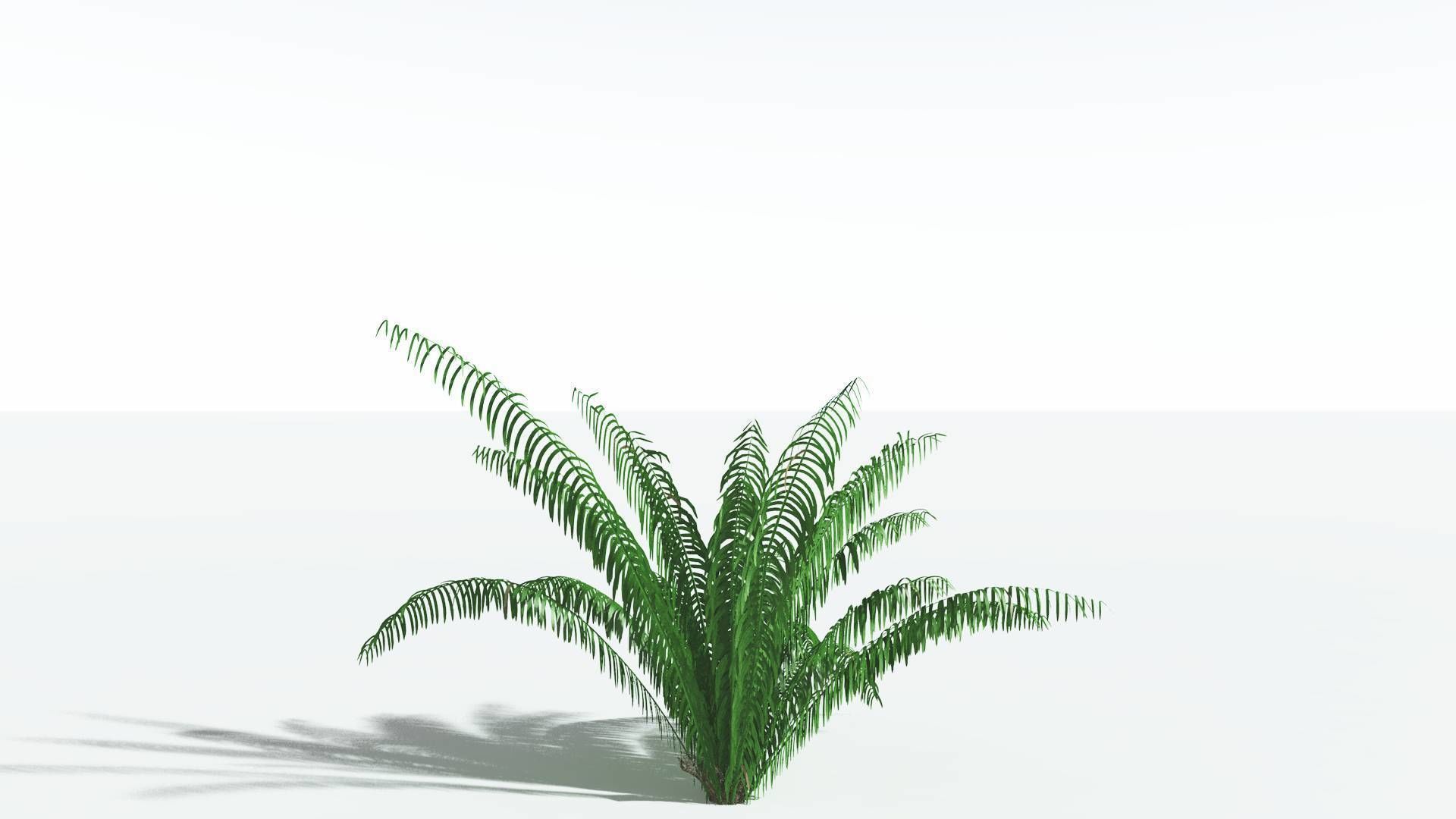 EVERYPlant Seashore Palm 1 --12 Models-- 3D model_16