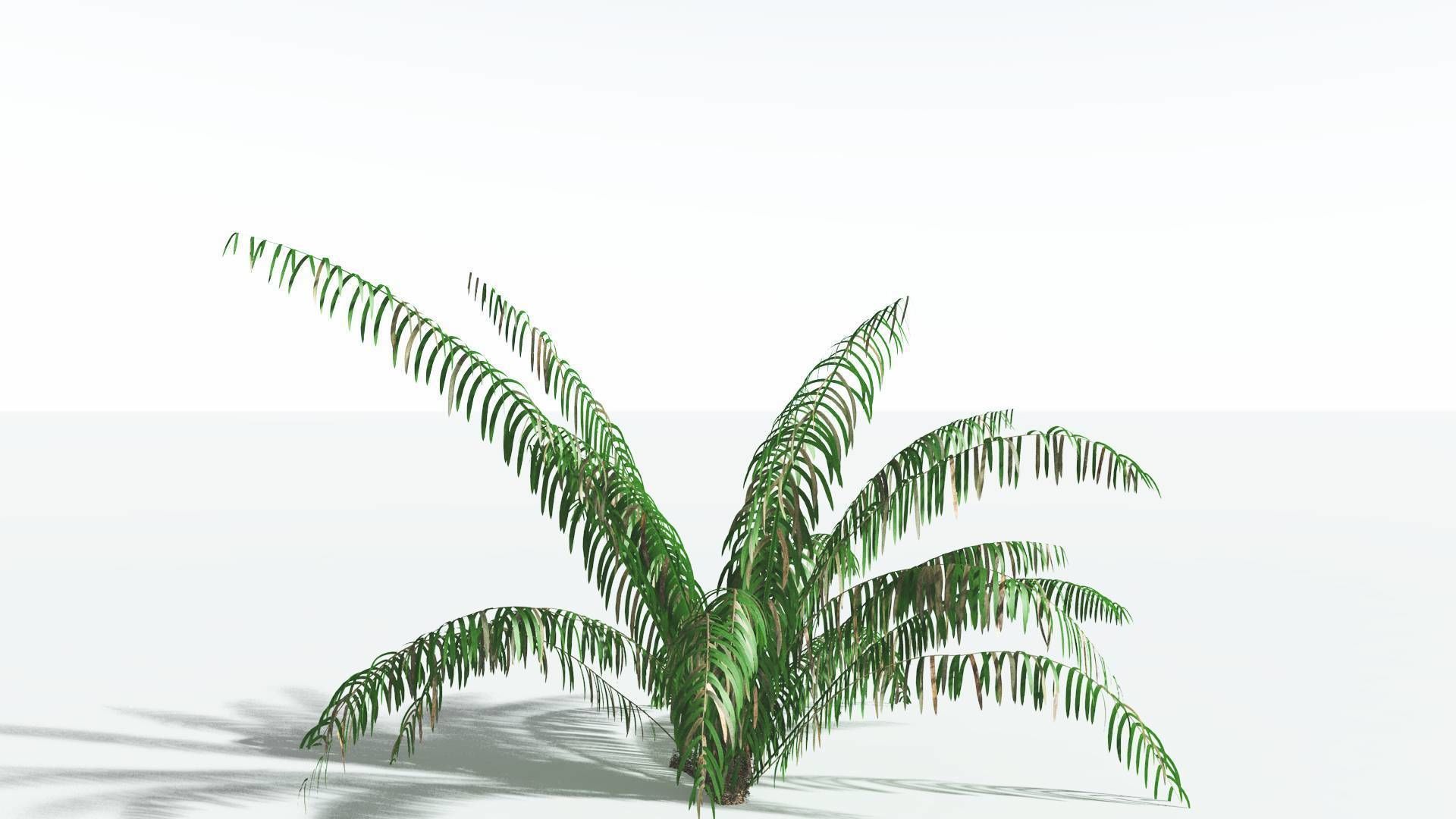 EVERYPlant Seashore Palm 1 --12 Models-- 3D model_8
