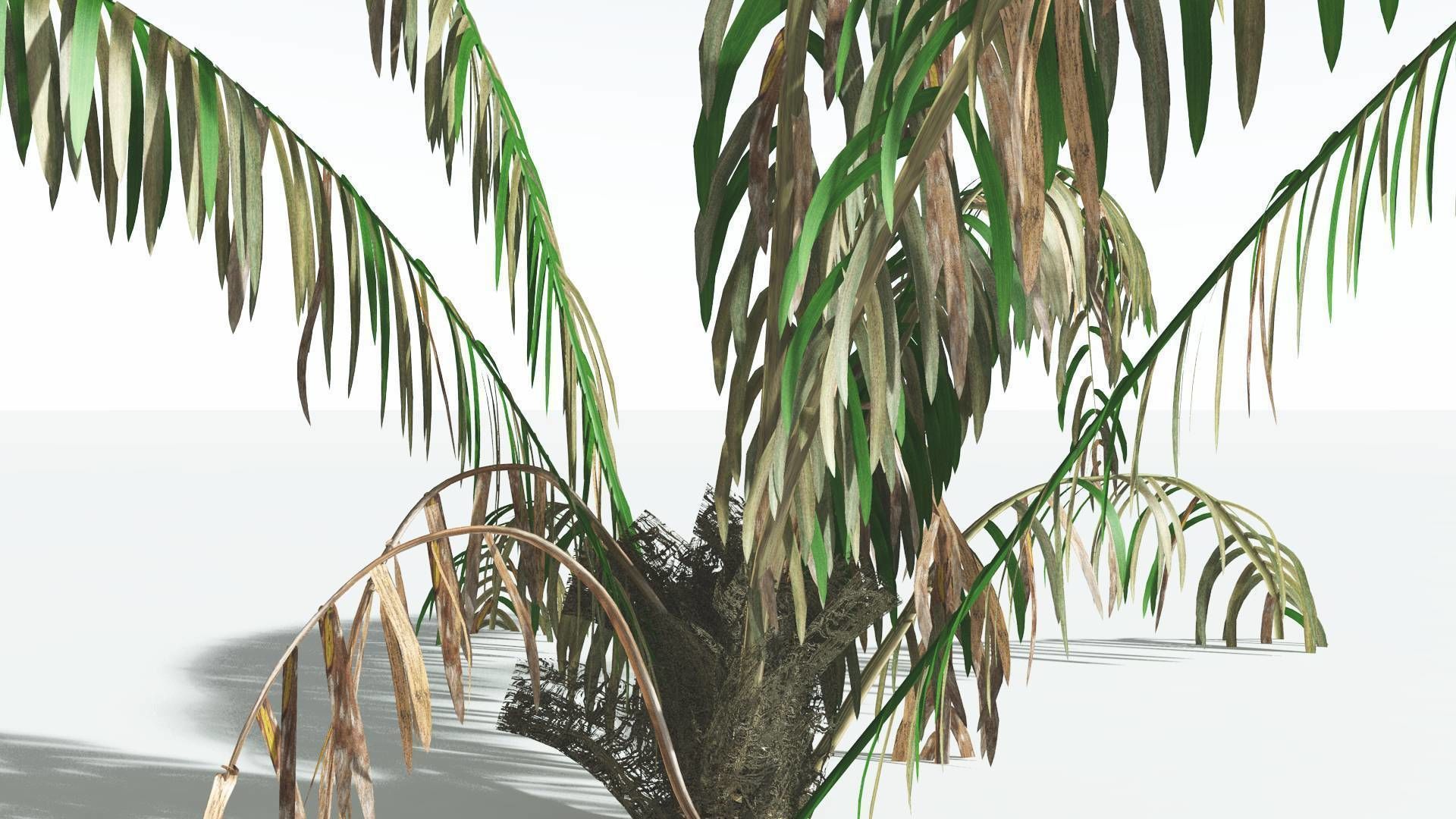 EVERYPlant Seashore Palm 1 --12 Models-- 3D model_11