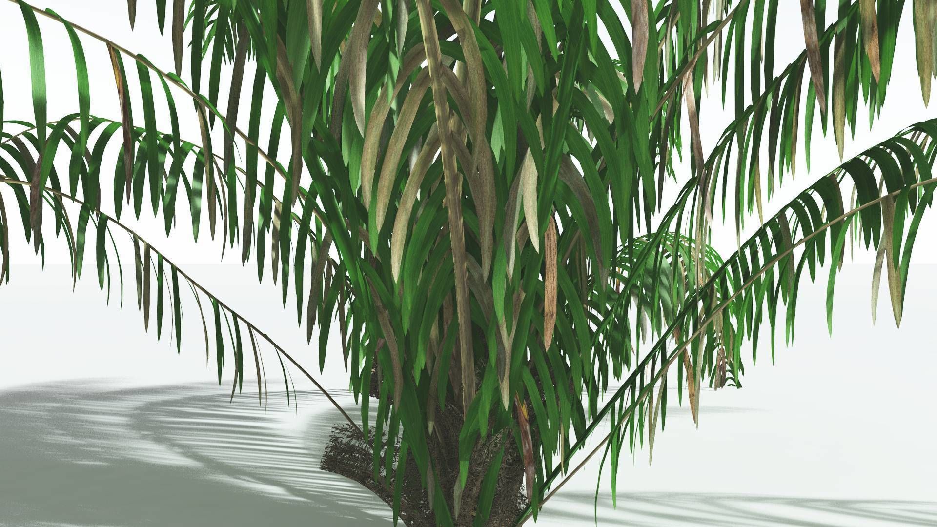EVERYPlant Seashore Palm 1 --12 Models-- 3D model_9