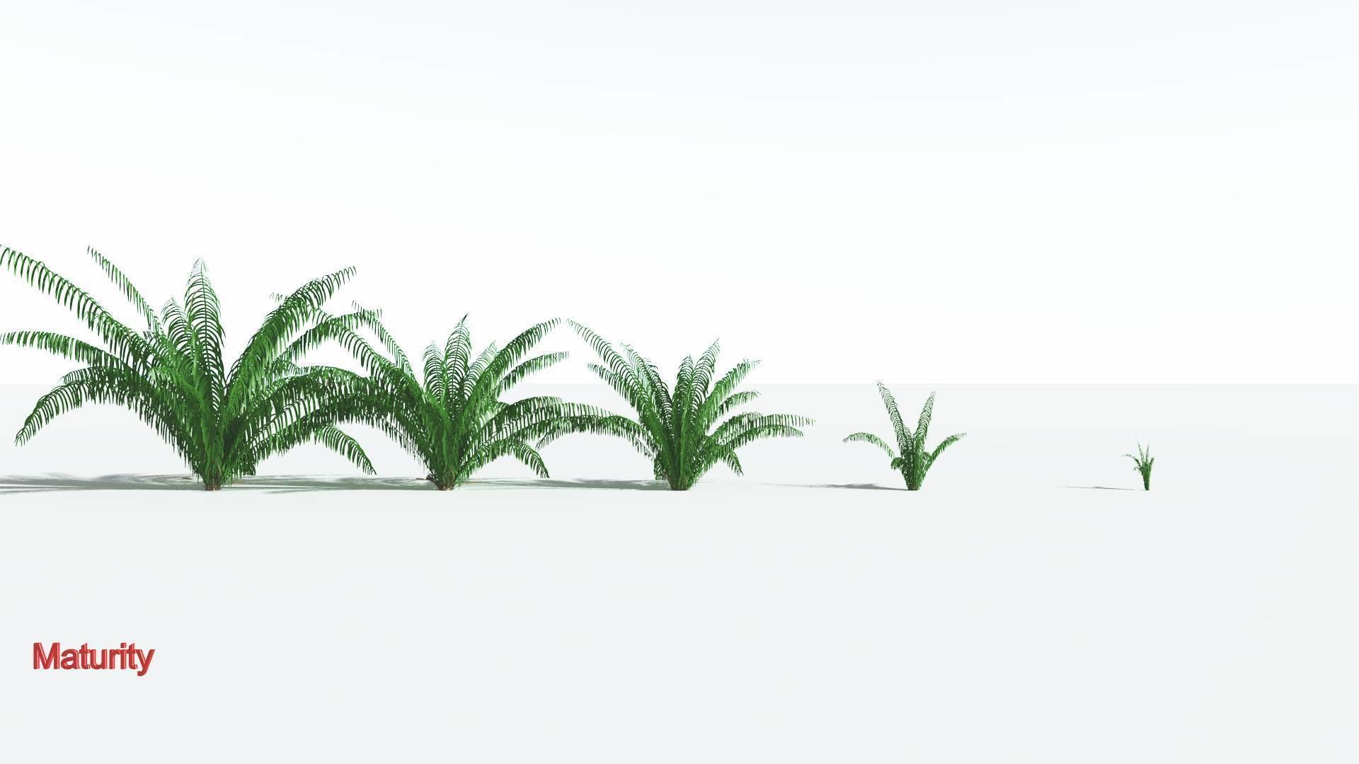 EVERYPlant Seashore Palm 1 --12 Models-- 3D model_2
