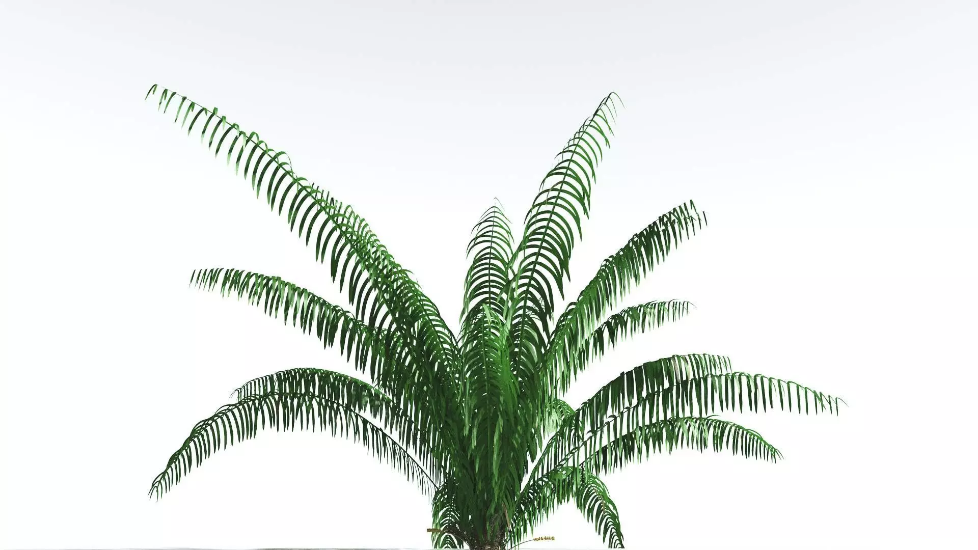 EVERYPlant Seashore Palm 1 --12 Models-- 3D model_0