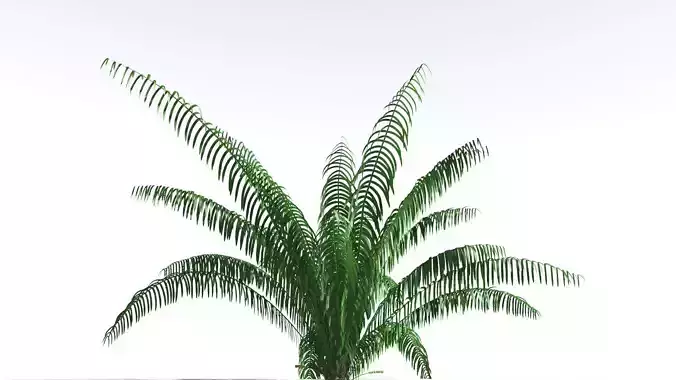 EVERYPlant Seashore Palm 1 --12 Models-- 3D model