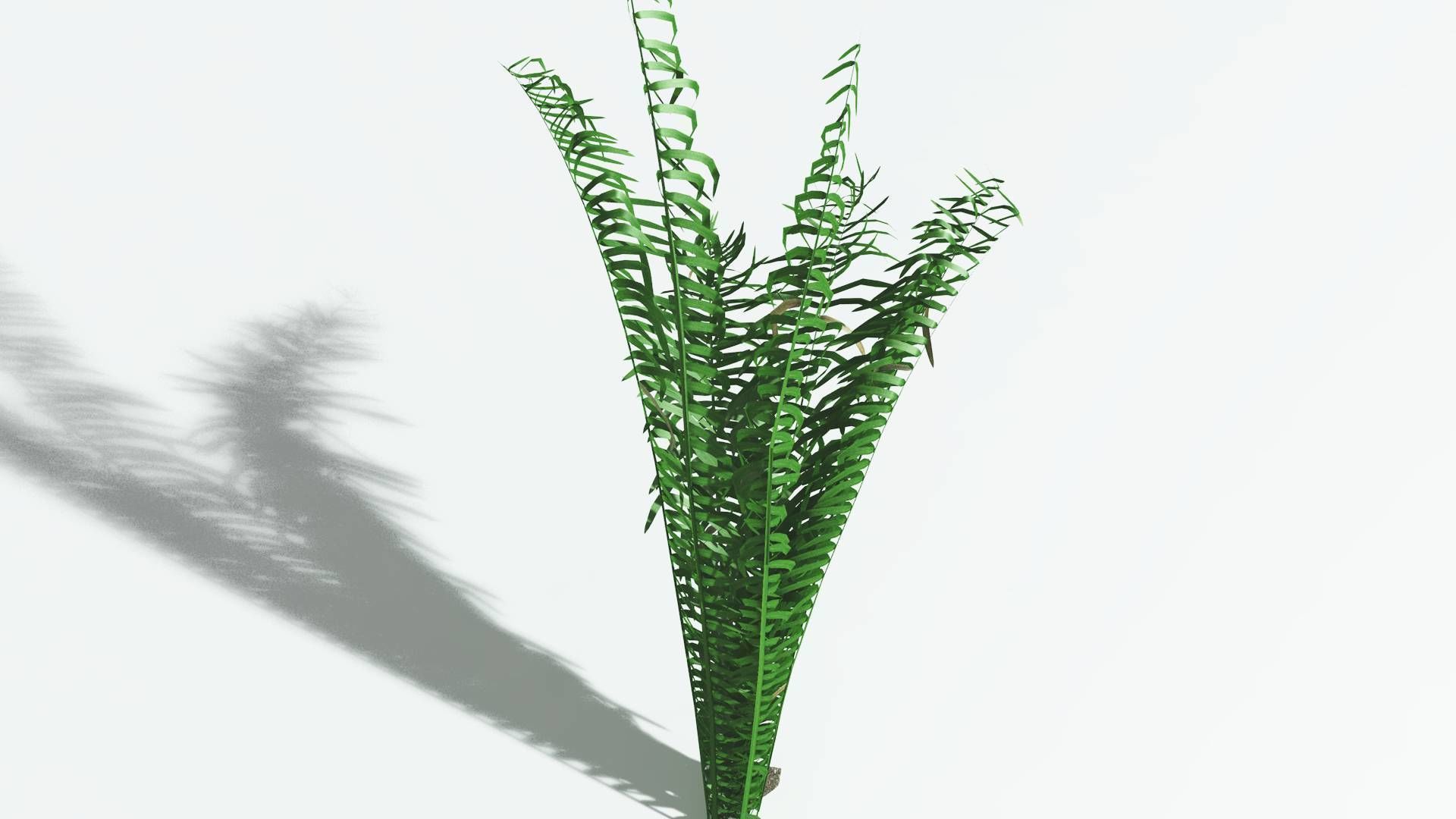EVERYPlant Seashore Palm 1 --12 Models-- 3D model_21