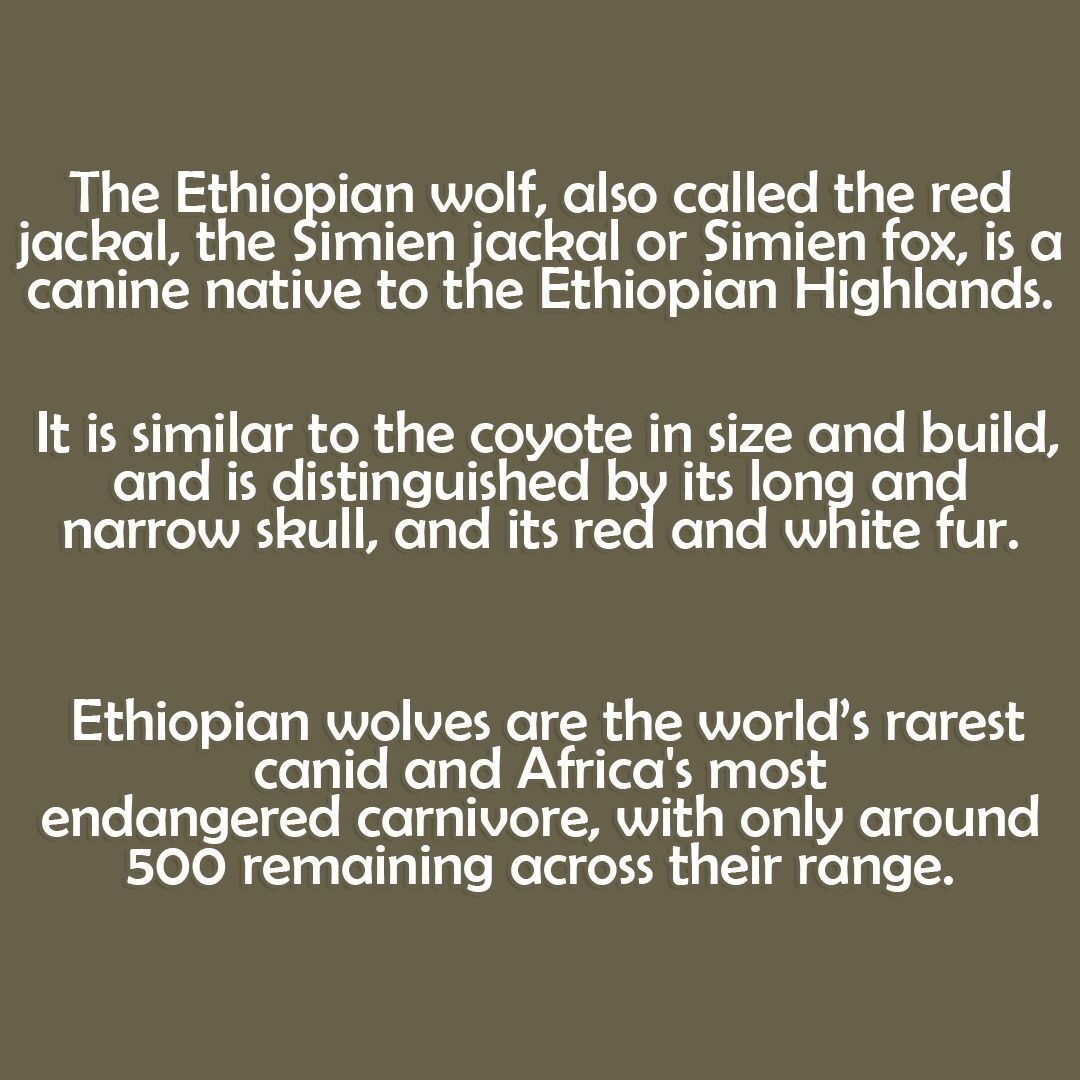 The Ethiopian Wolf 3D print model_4