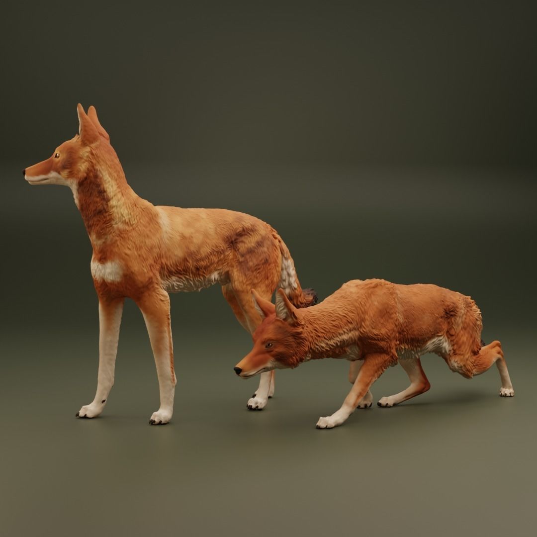 The Ethiopian Wolf 3D print model_1