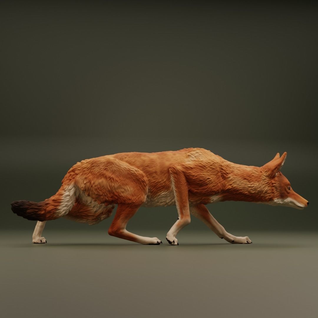 The Ethiopian Wolf 3D print model_3