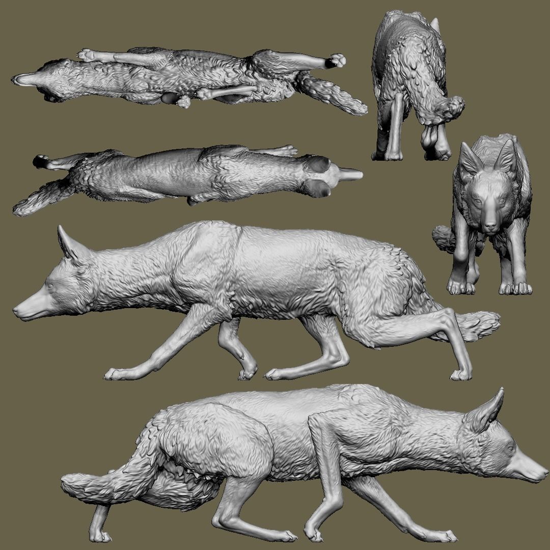 The Ethiopian Wolf 3D print model_5